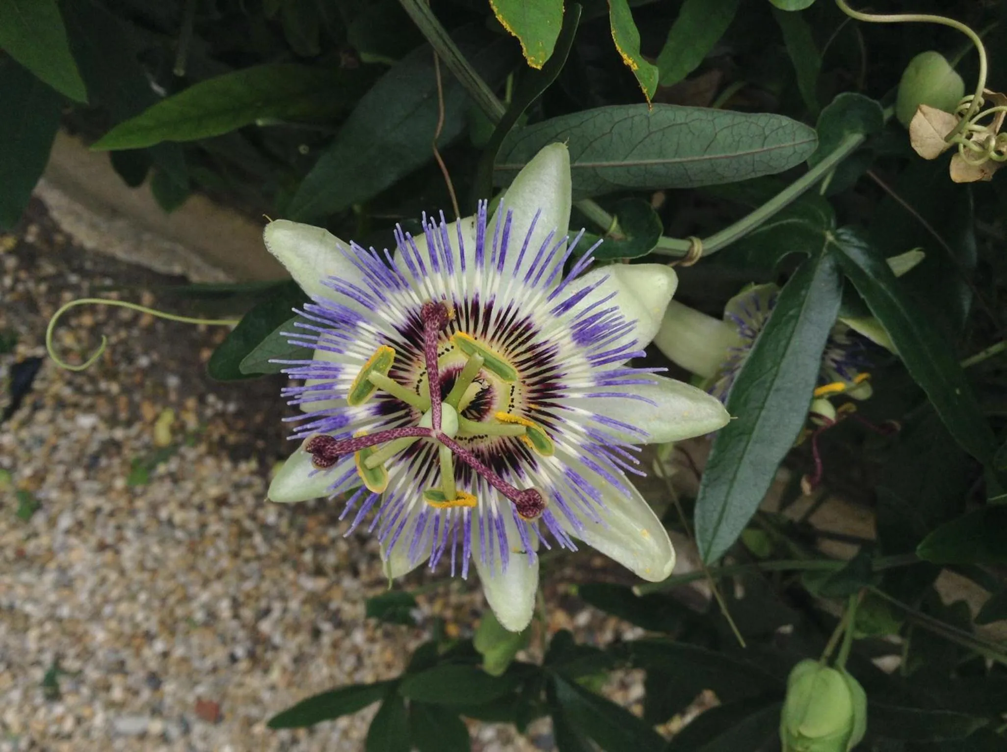 L'Estanquet Bed and Breakfast pdj offert