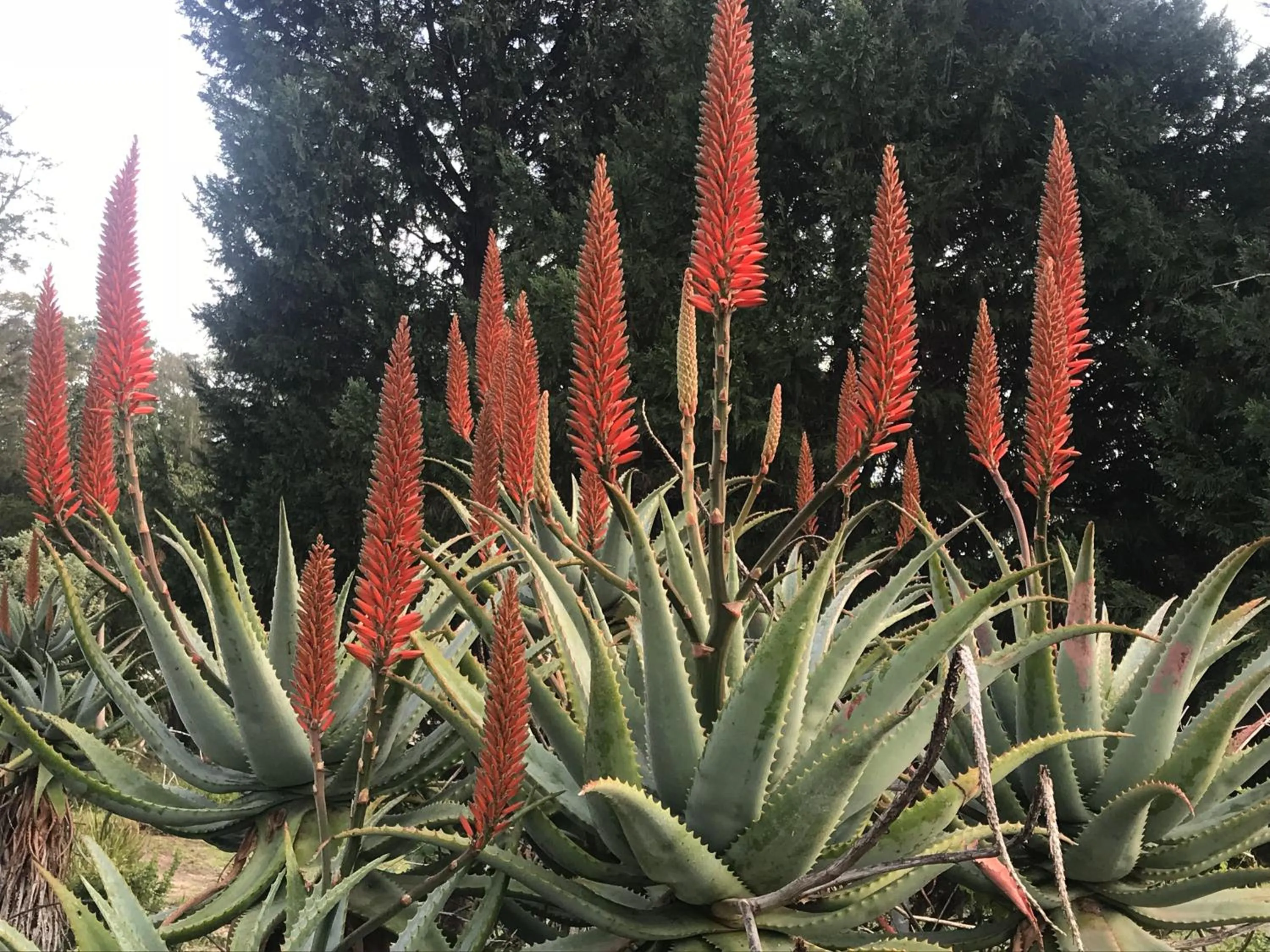 Garden in Lauradale Accommodation