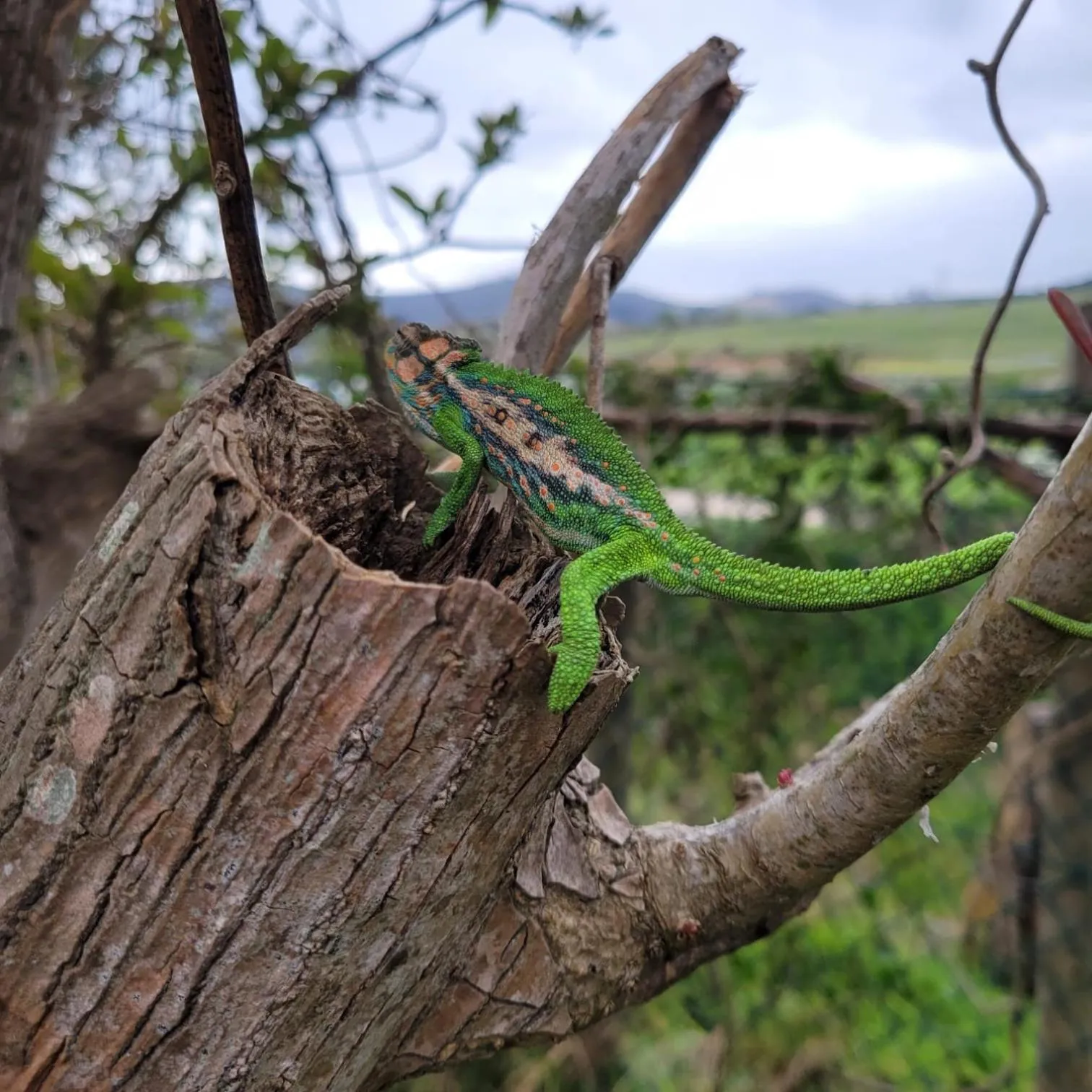 Natural landscape in Lauradale Accommodation
