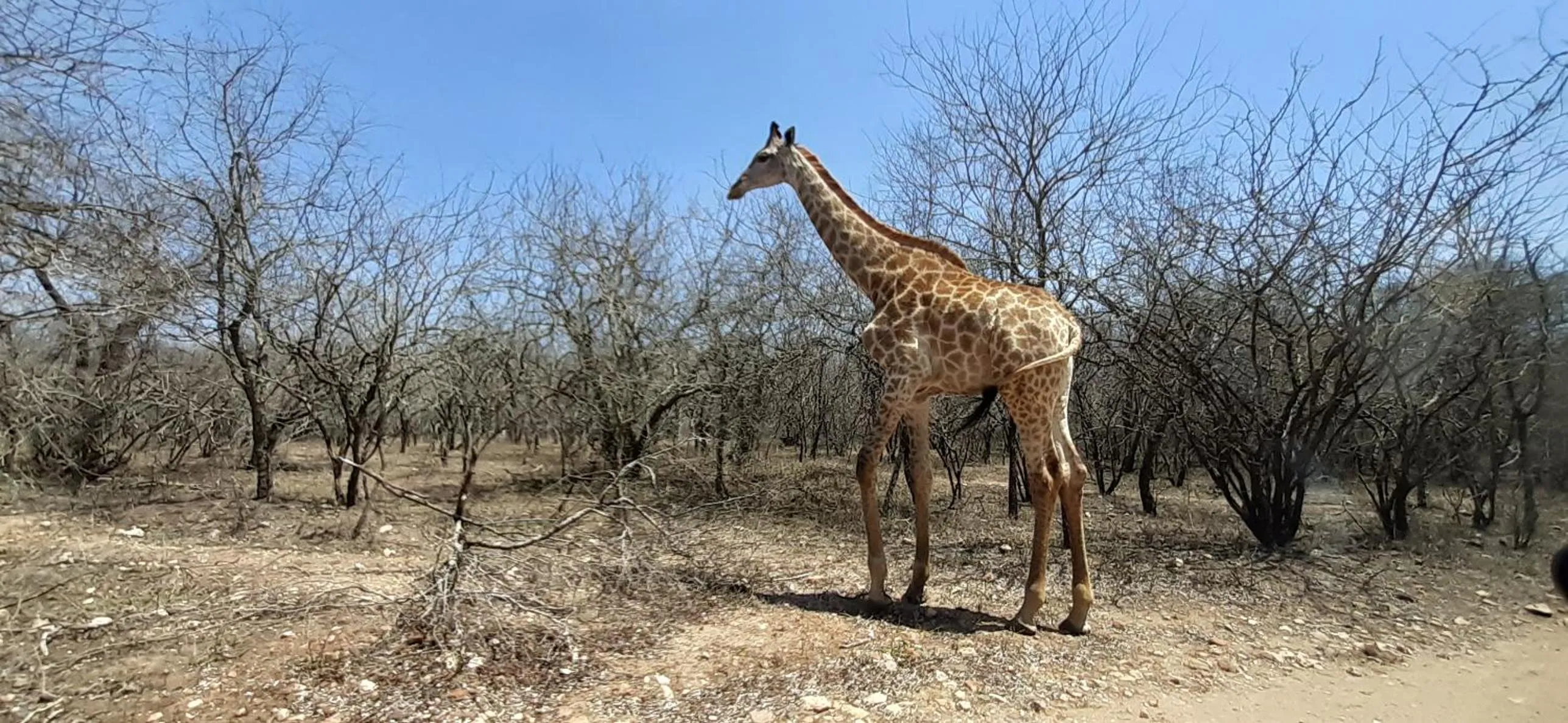 Animals in Kruger Riverside Lodge - No Load-shedding