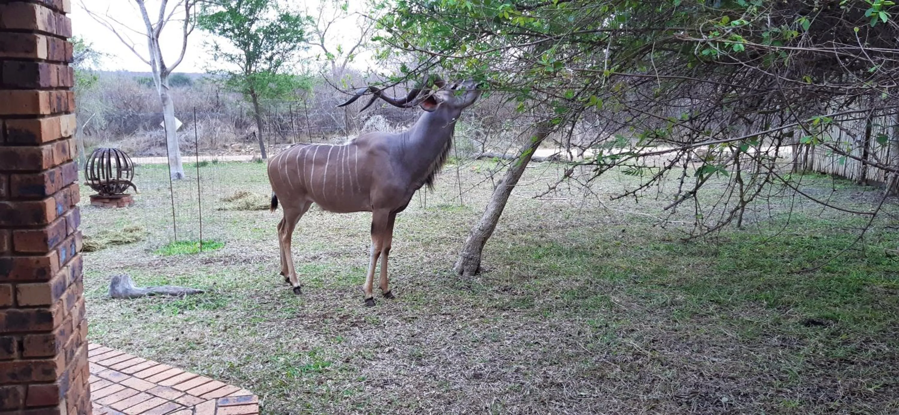 Animals in Kruger Riverside Lodge - No Load-shedding