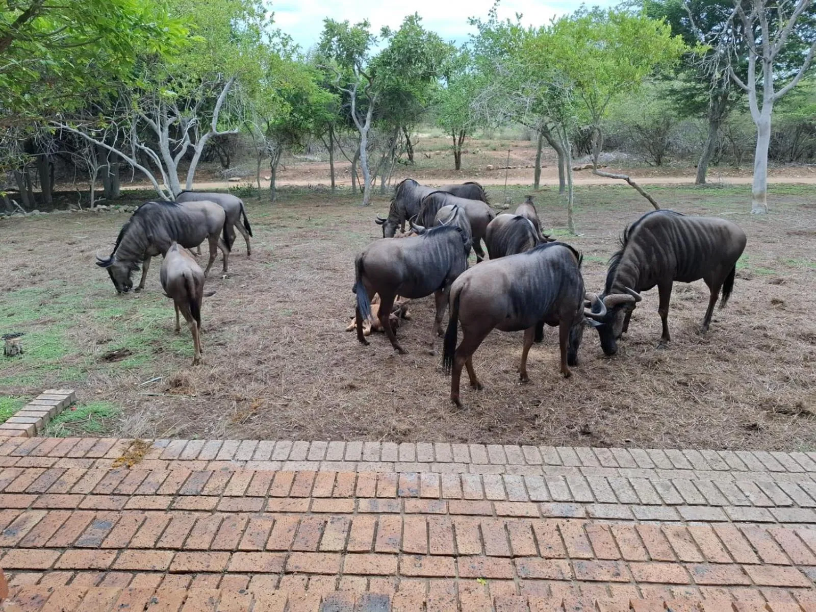 Kruger Riverside Lodge - No Load-shedding
