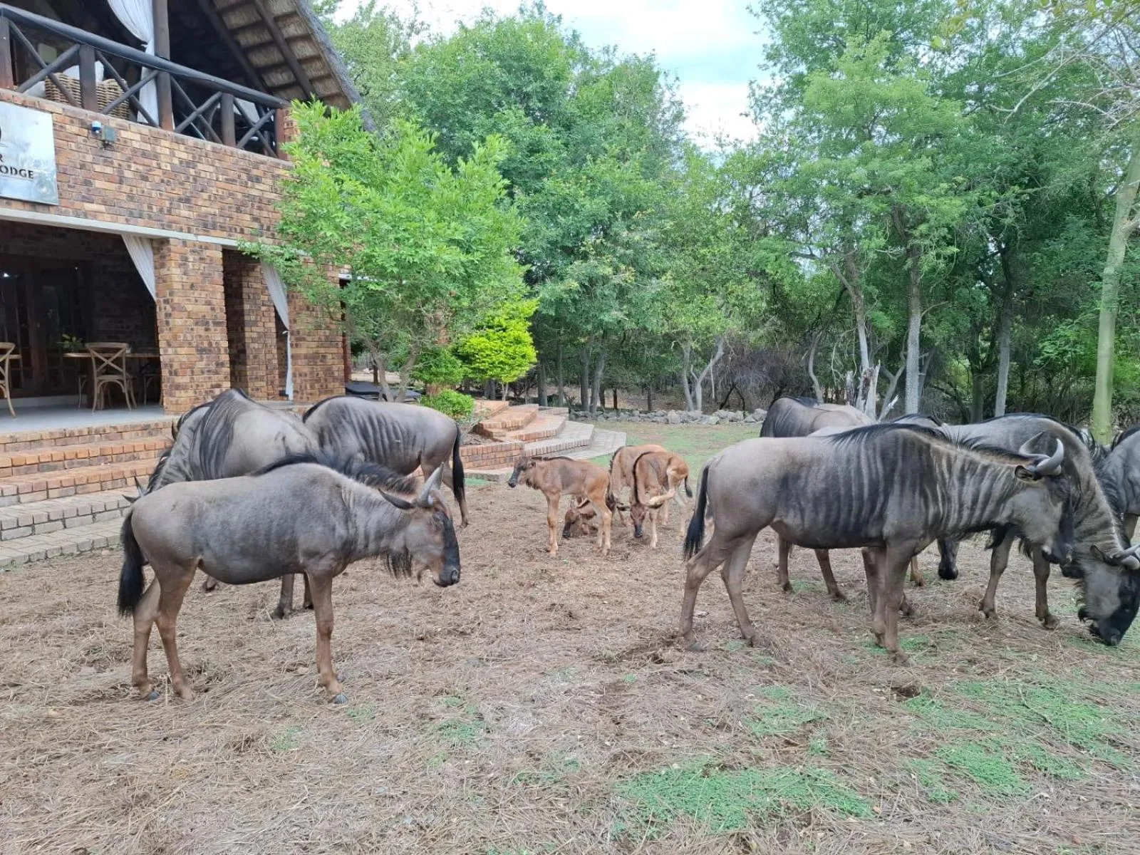 Kruger Riverside Lodge - No Load-shedding