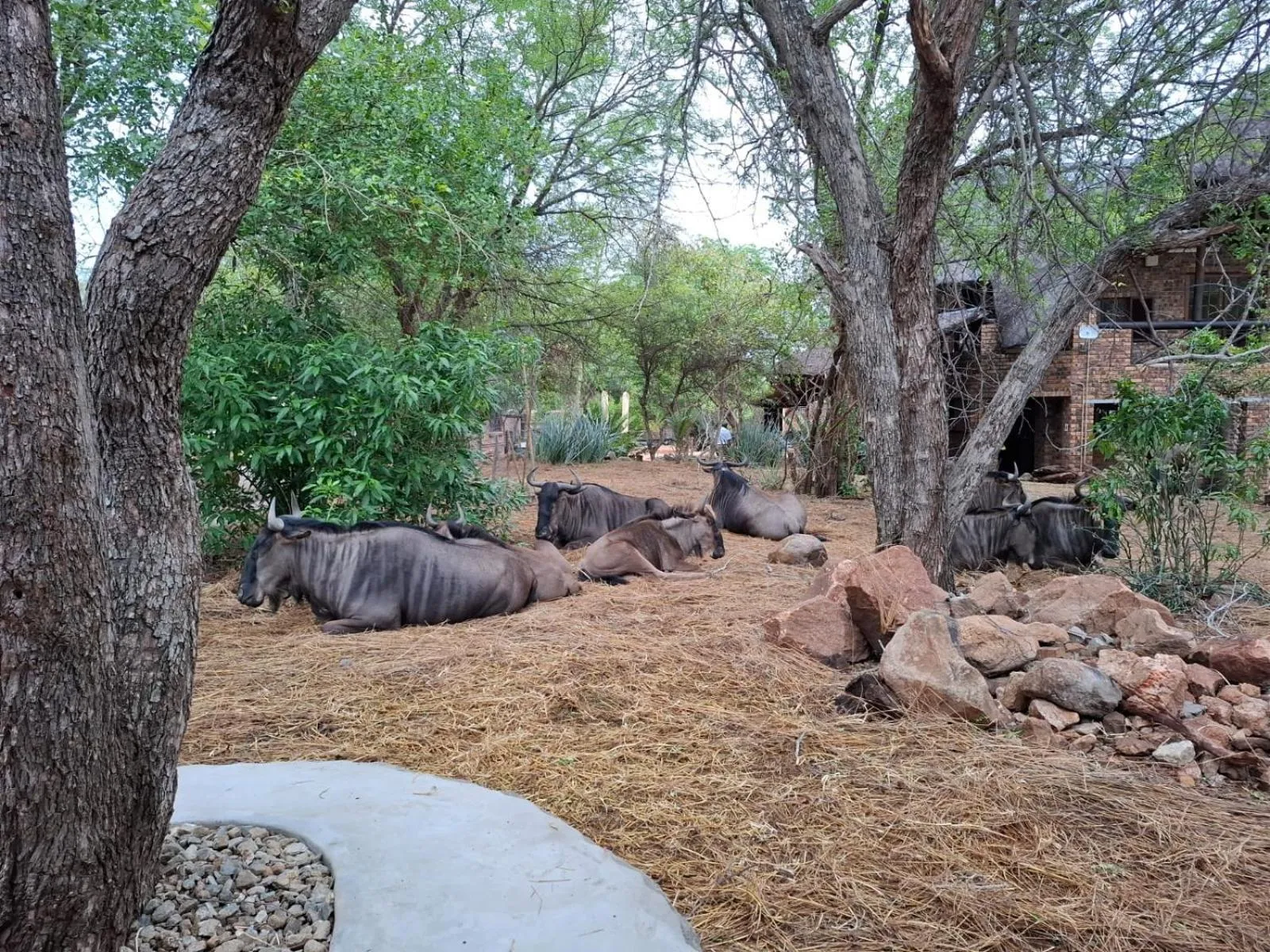 Kruger Riverside Lodge - No Load-shedding