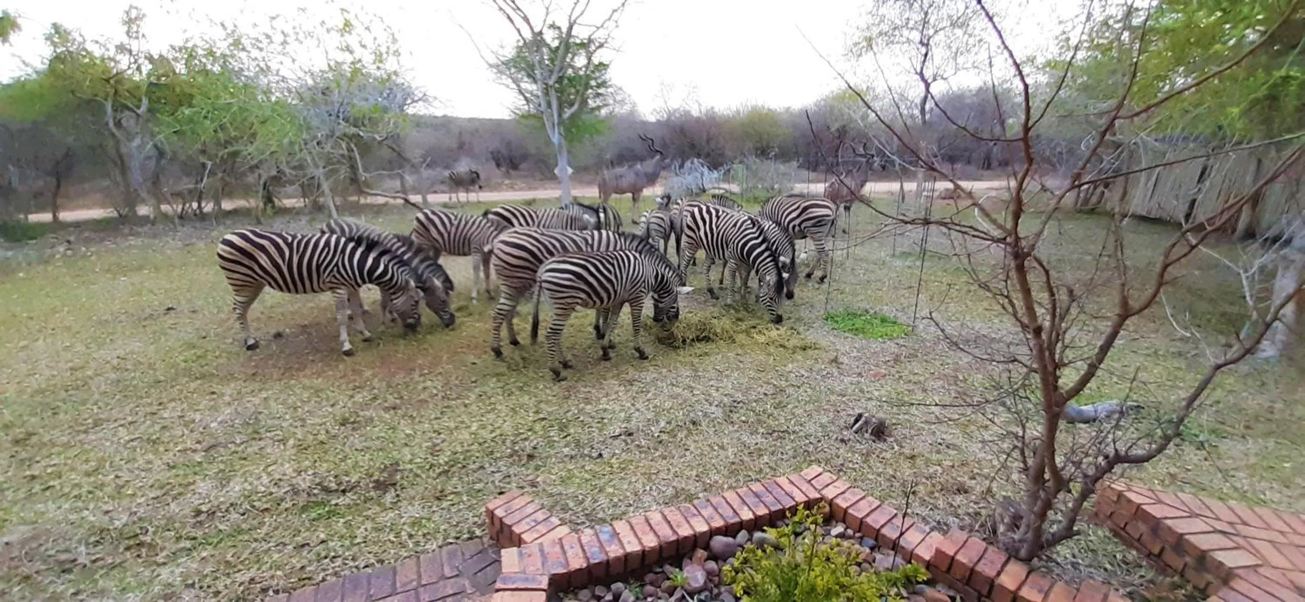 Garden in Kruger Riverside Lodge - No Load-shedding