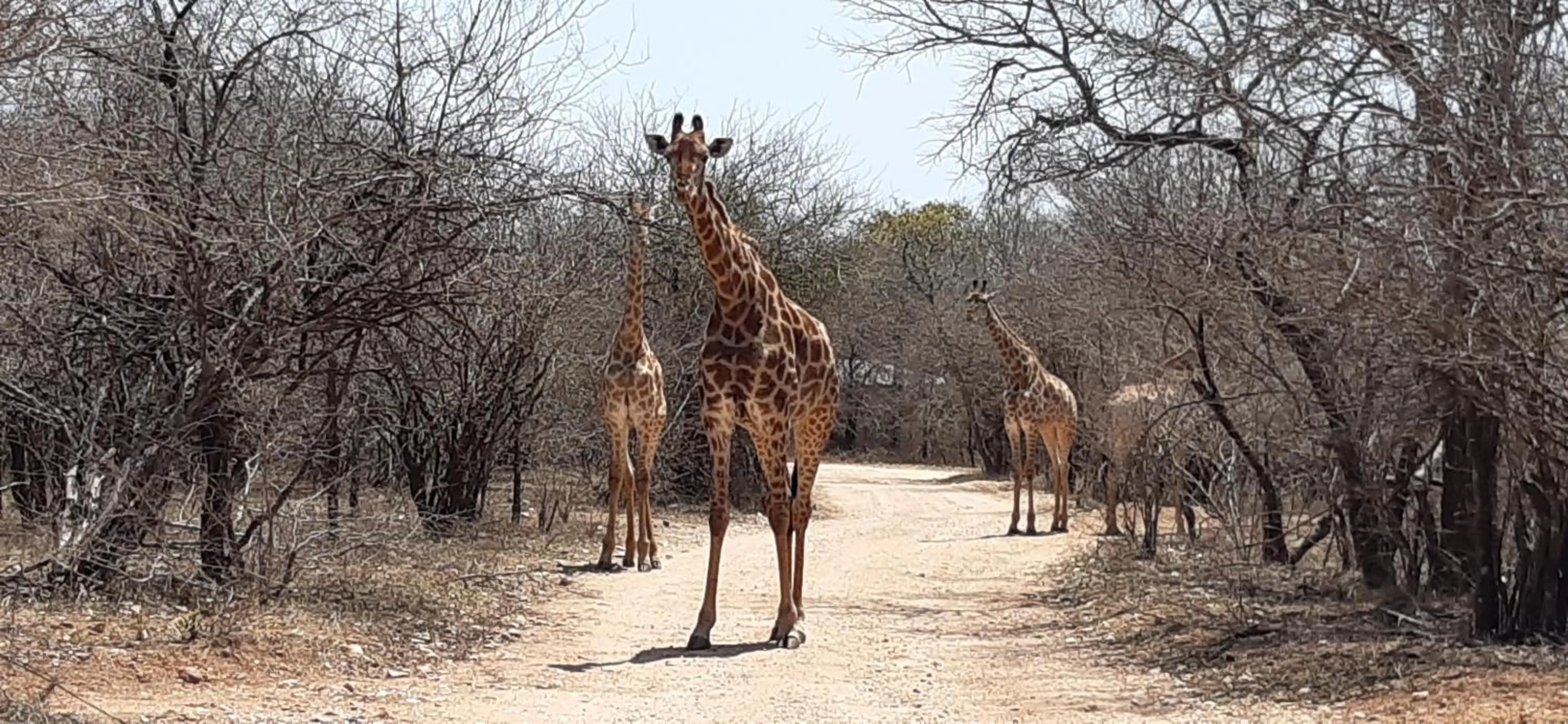 Animals in Kruger Riverside Lodge - No Load-shedding