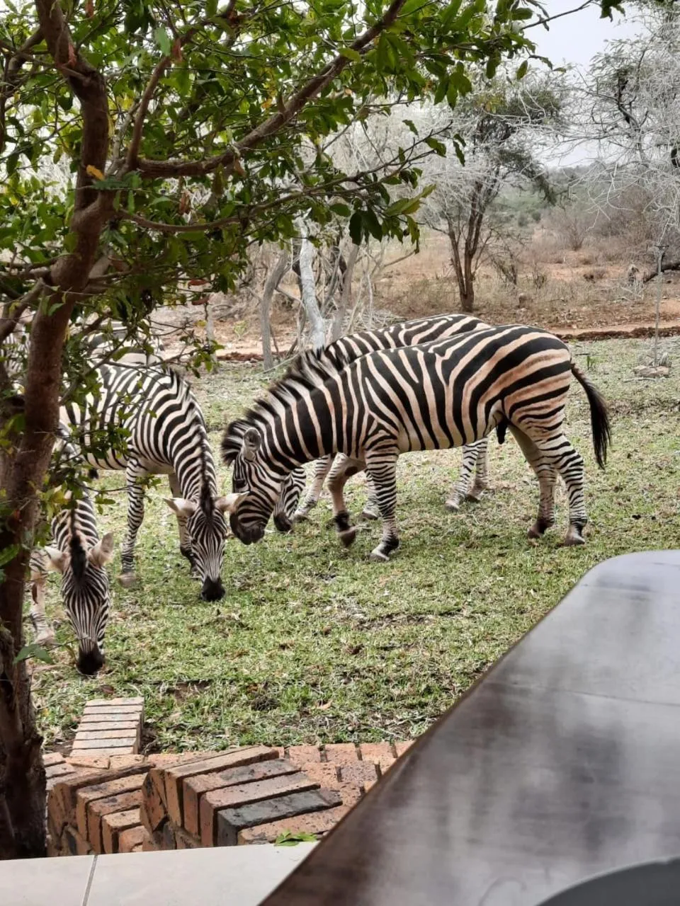 Animals in Kruger Riverside Lodge - No Load-shedding