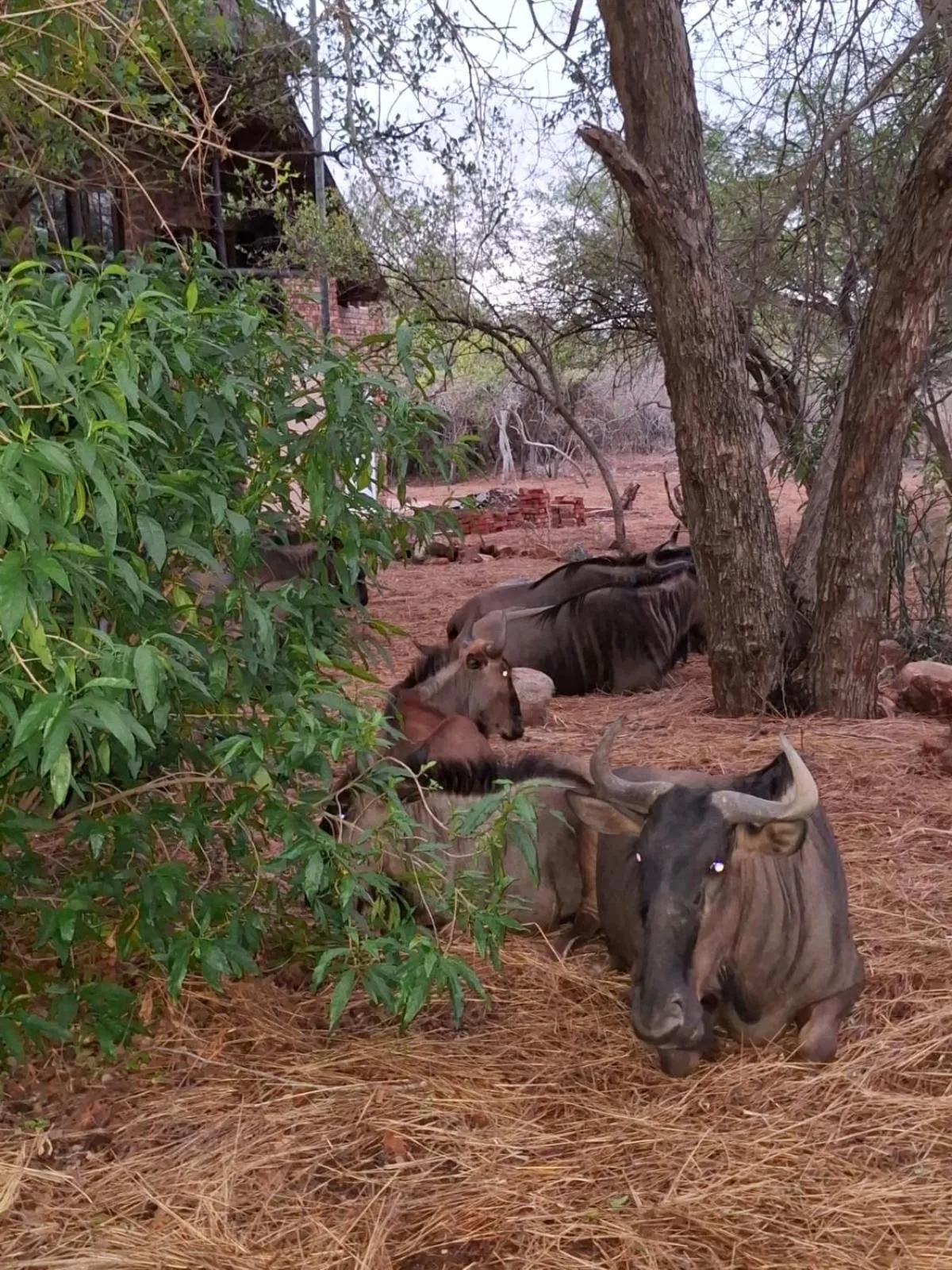 Kruger Riverside Lodge - No Load-shedding