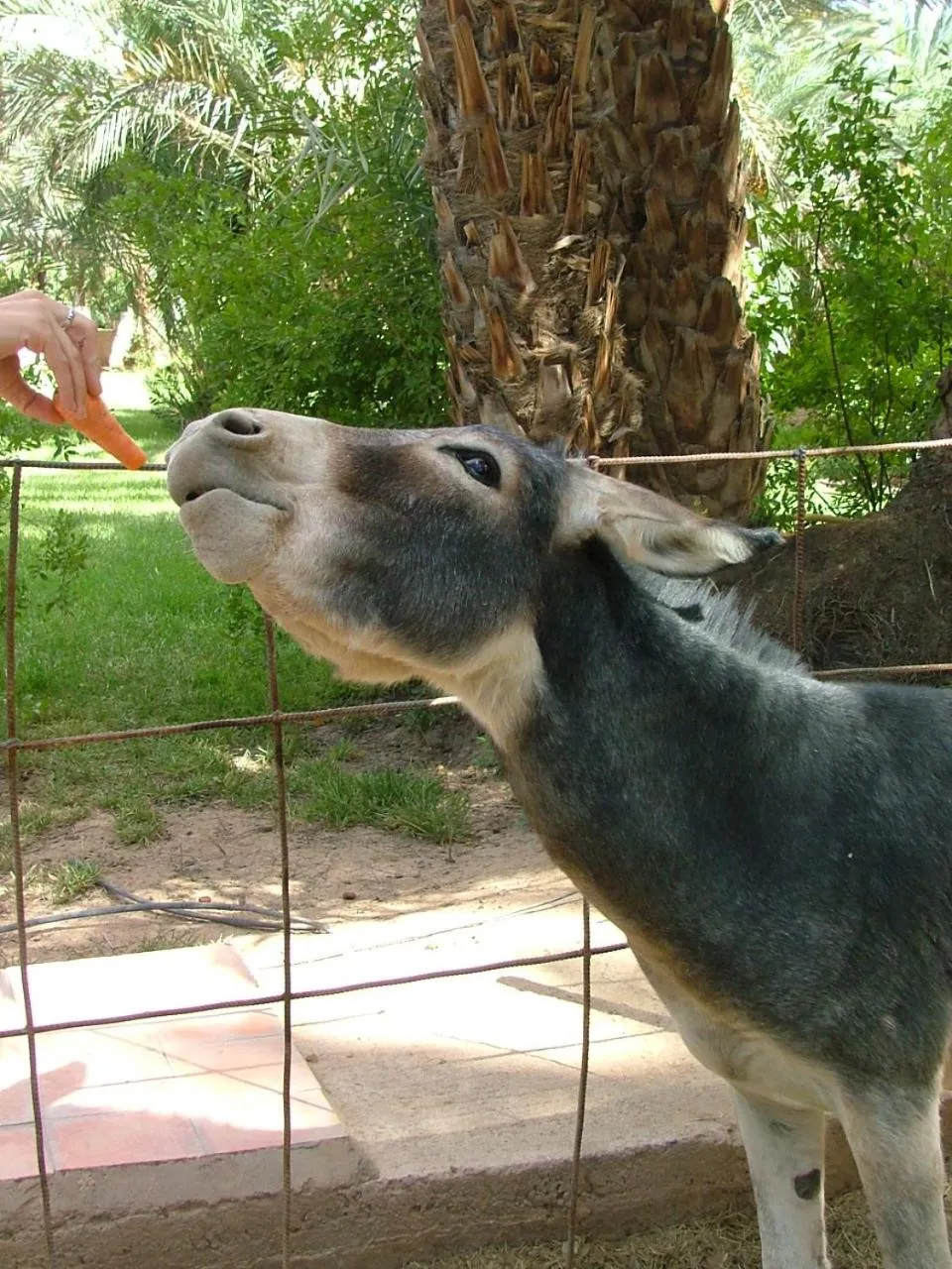 Pets in Maison d'Hôtes Kasbah Azul