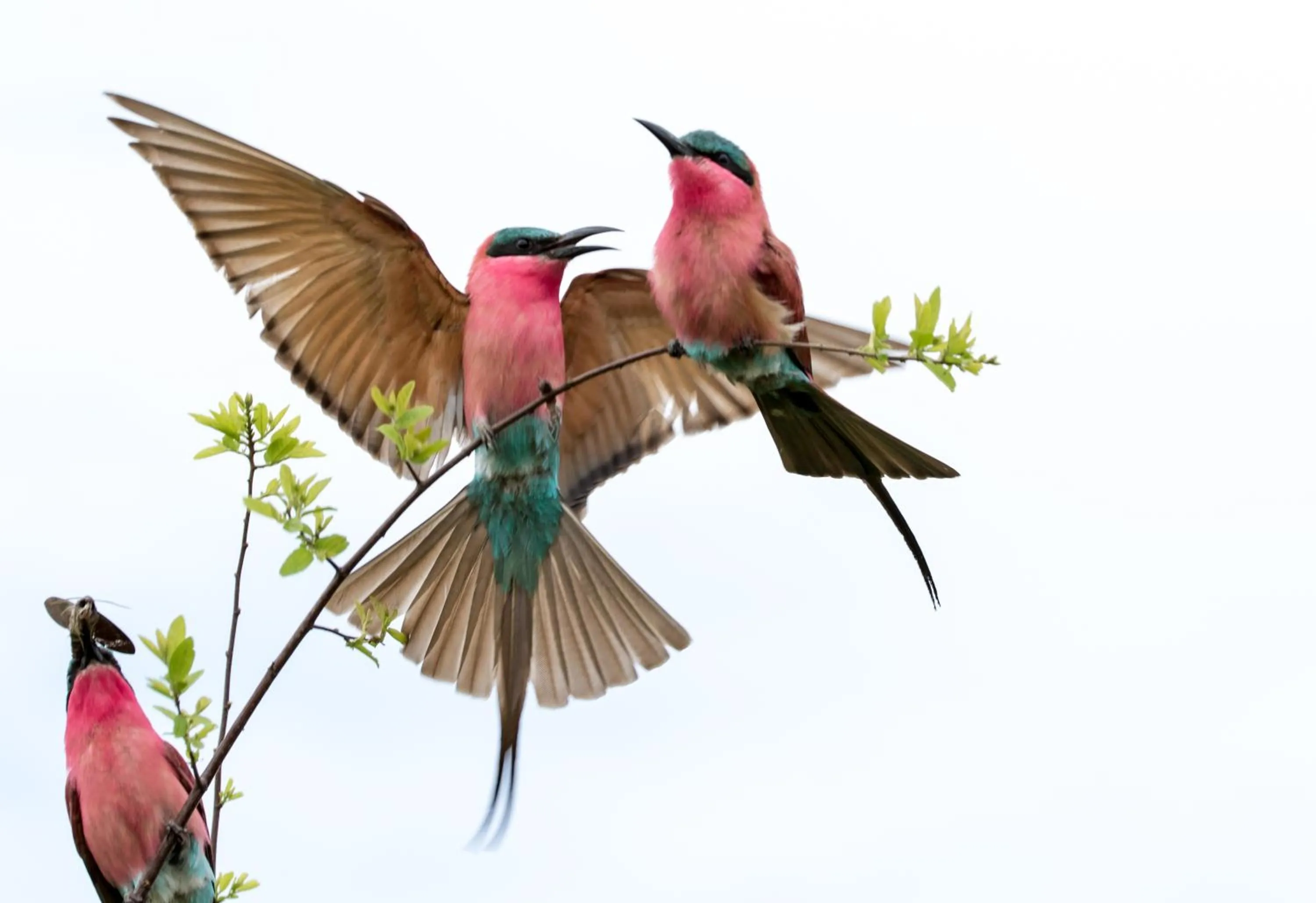 Animals in Zambezi Mubala Camp