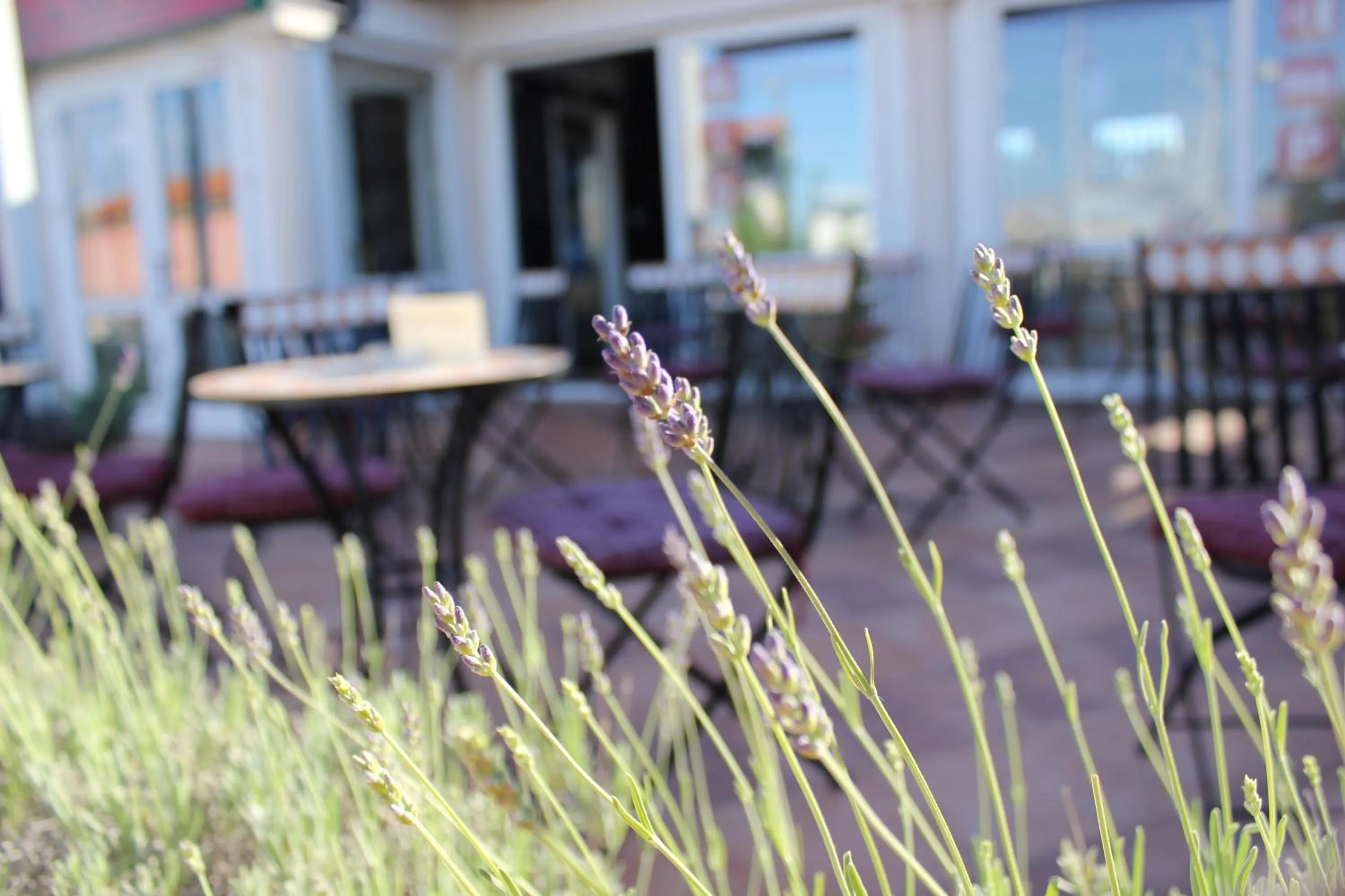 Lounge or bar in Villa Diana