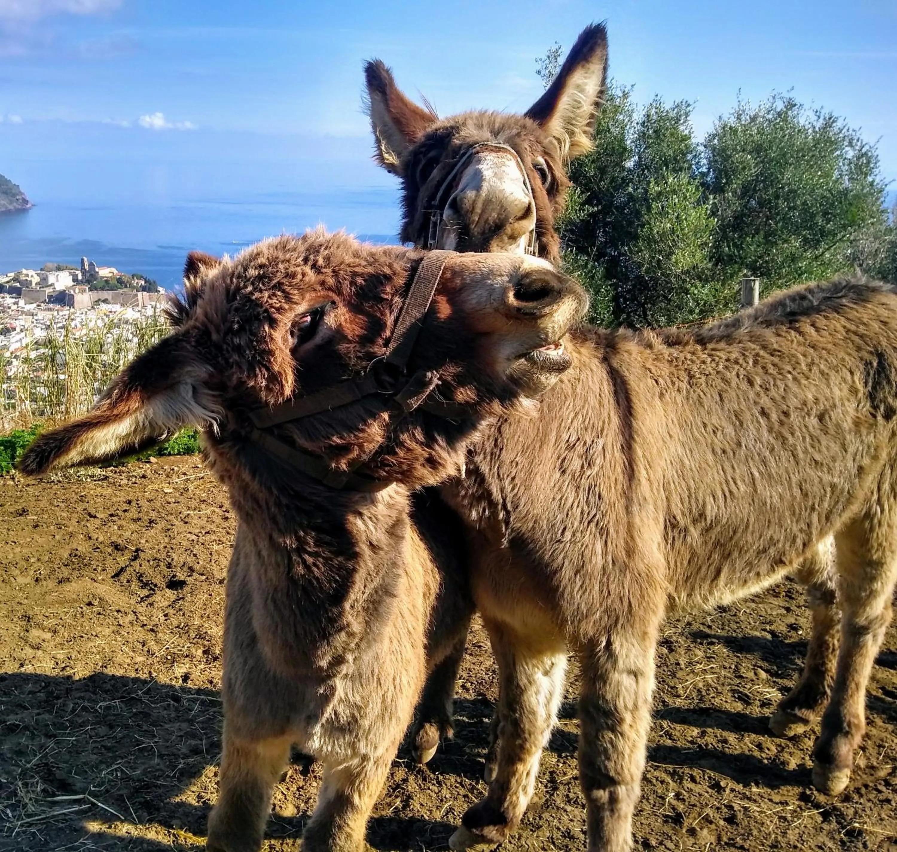 Horse-riding in al numero zero
