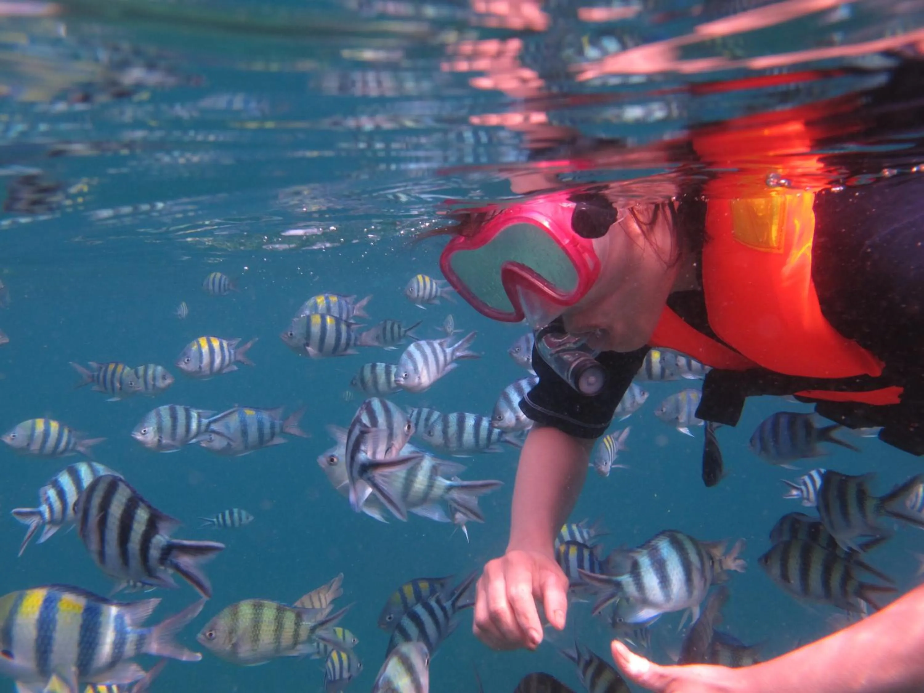 Snorkeling in The Barat Tioman Beach Resort