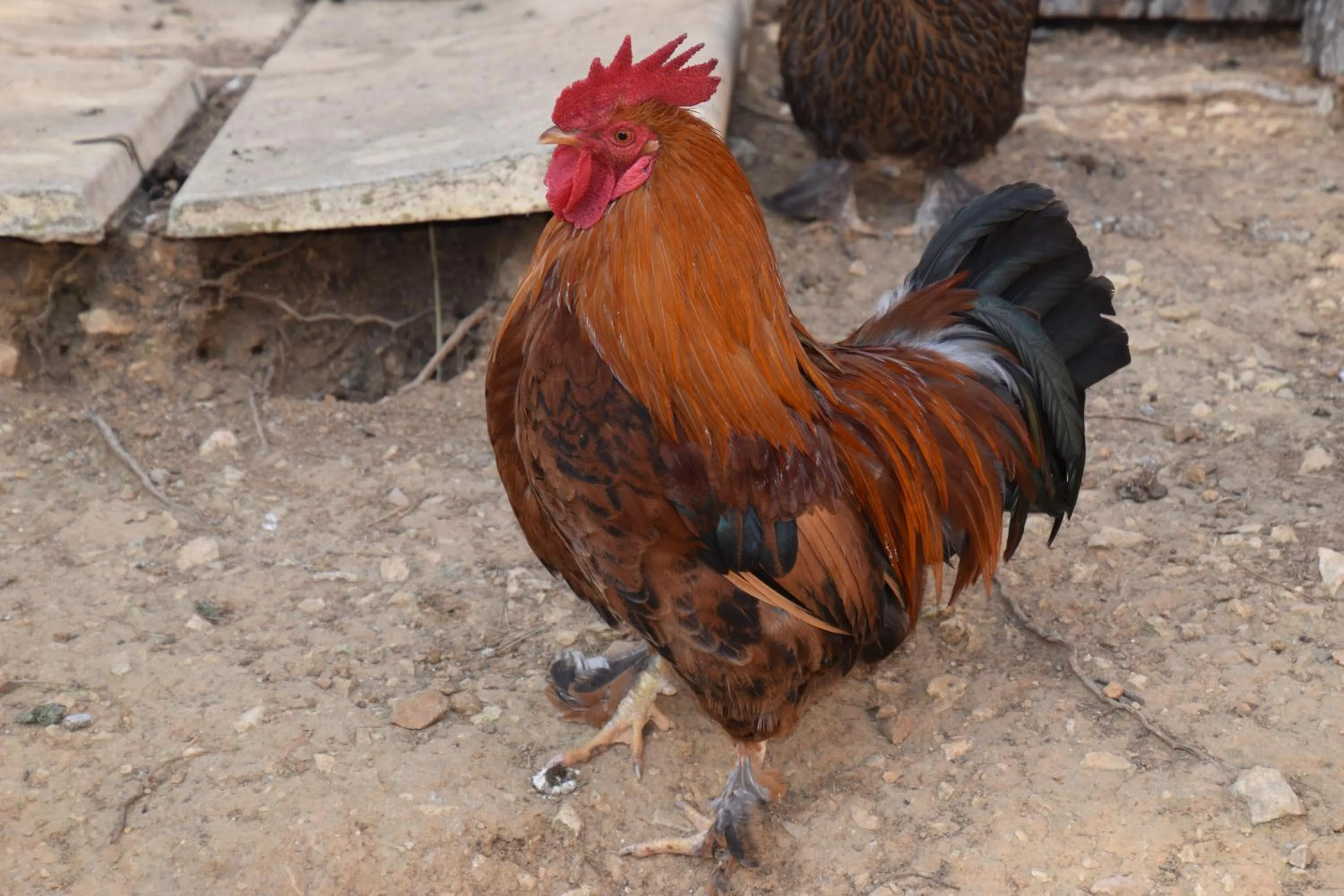 Animals in Villa Violette