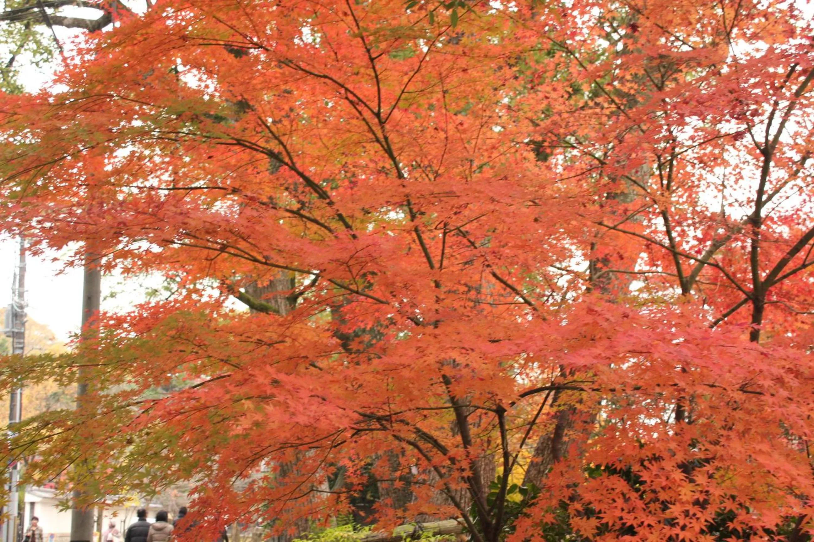 Off site in Hotel M's Est Shijo Karasuma