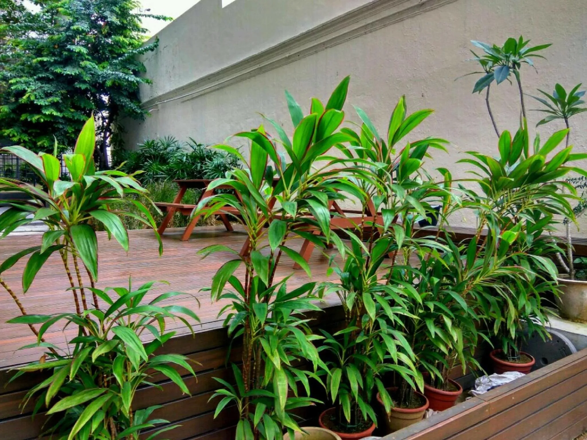 Garden in Greatwood Residence at Devonshire