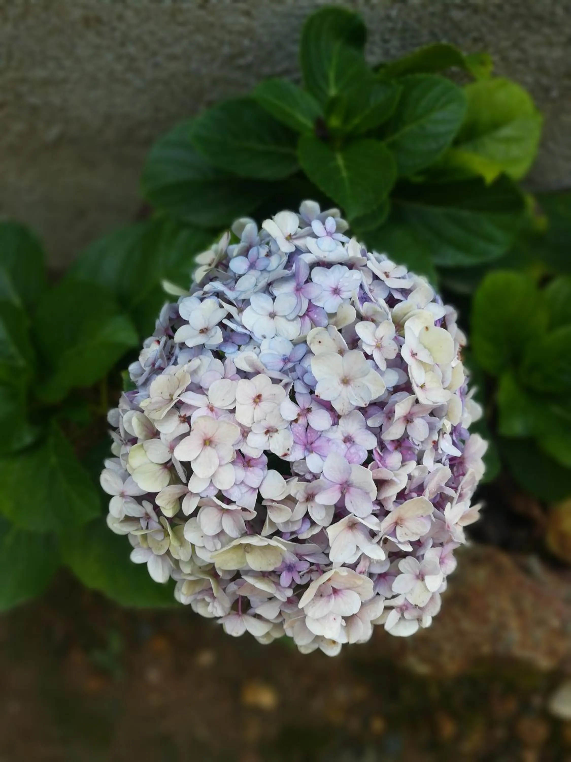 Garden view in Dinaro Guest