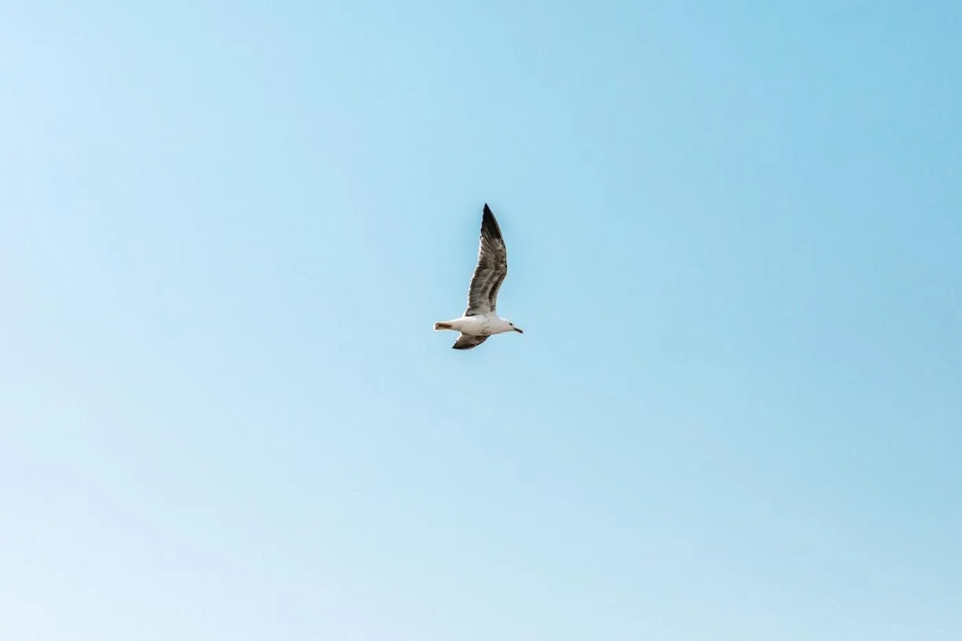 Animals in Boulevard 5