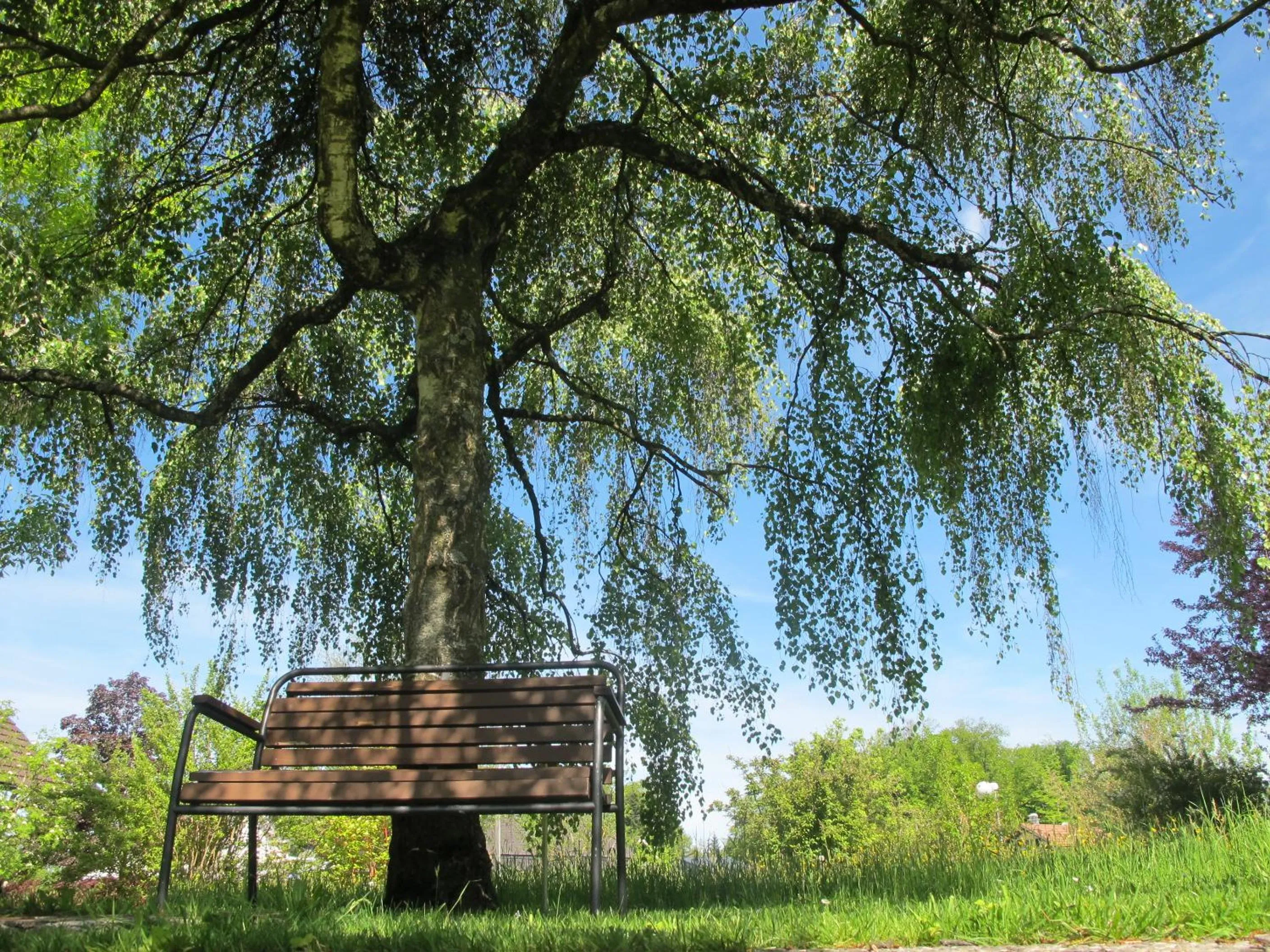 Natural landscape in Burgbühl