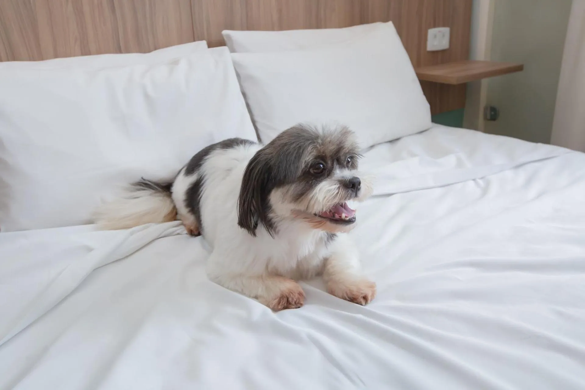 Pets, Bed in Transamerica Fit Campinas