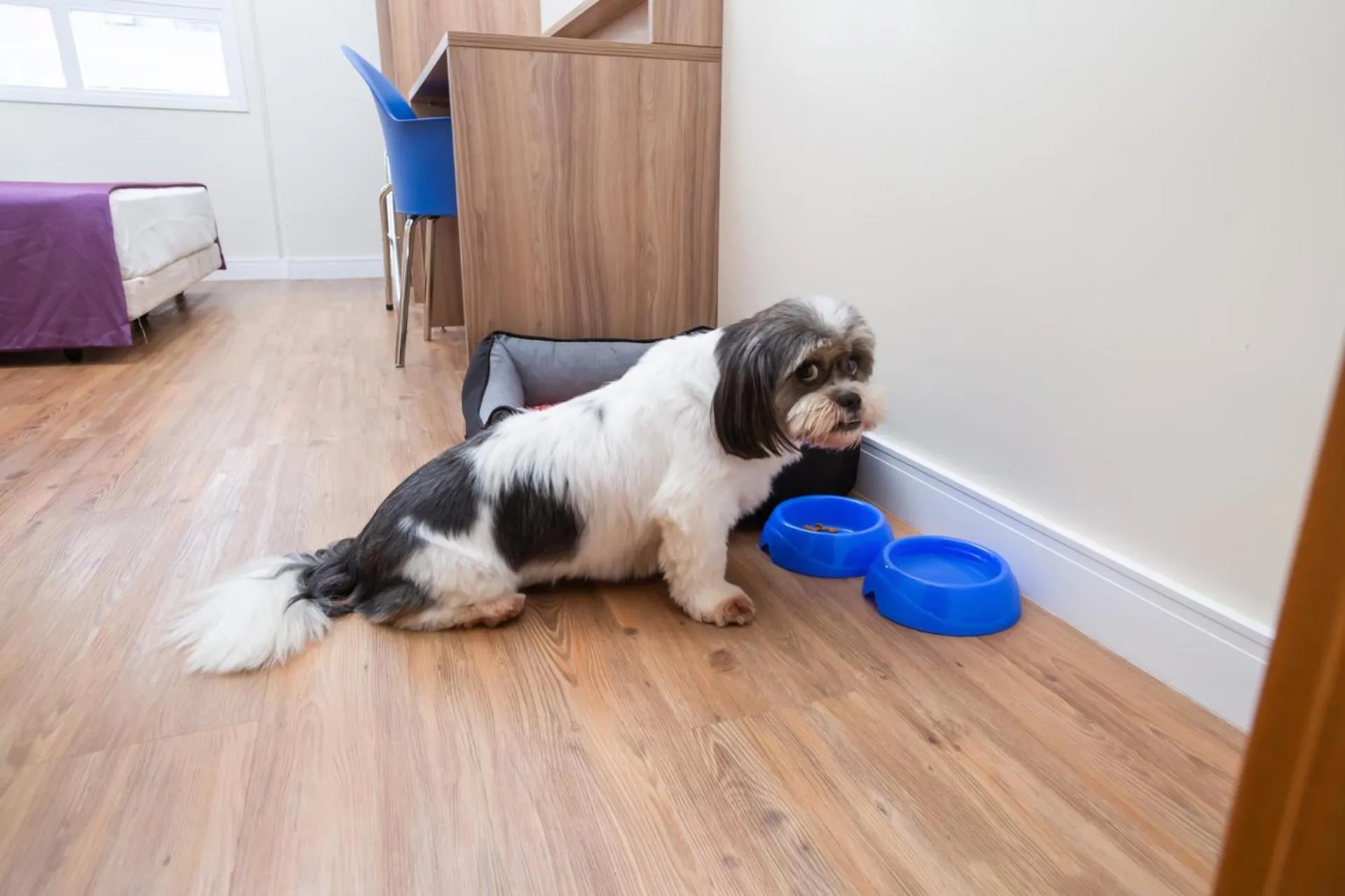 Pets in Transamerica Fit Campinas