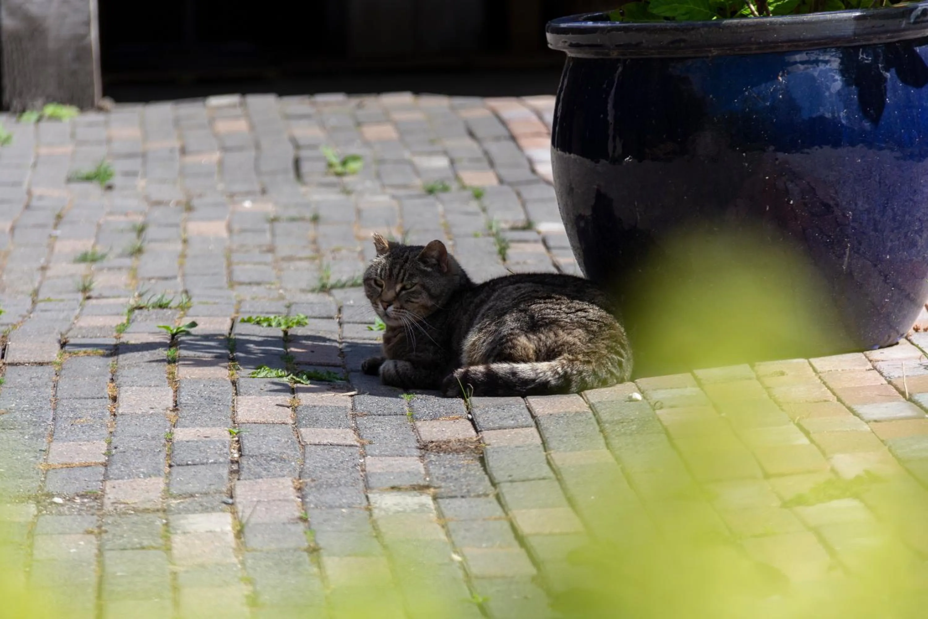 Little Creek - Lodges in het natuurgebied