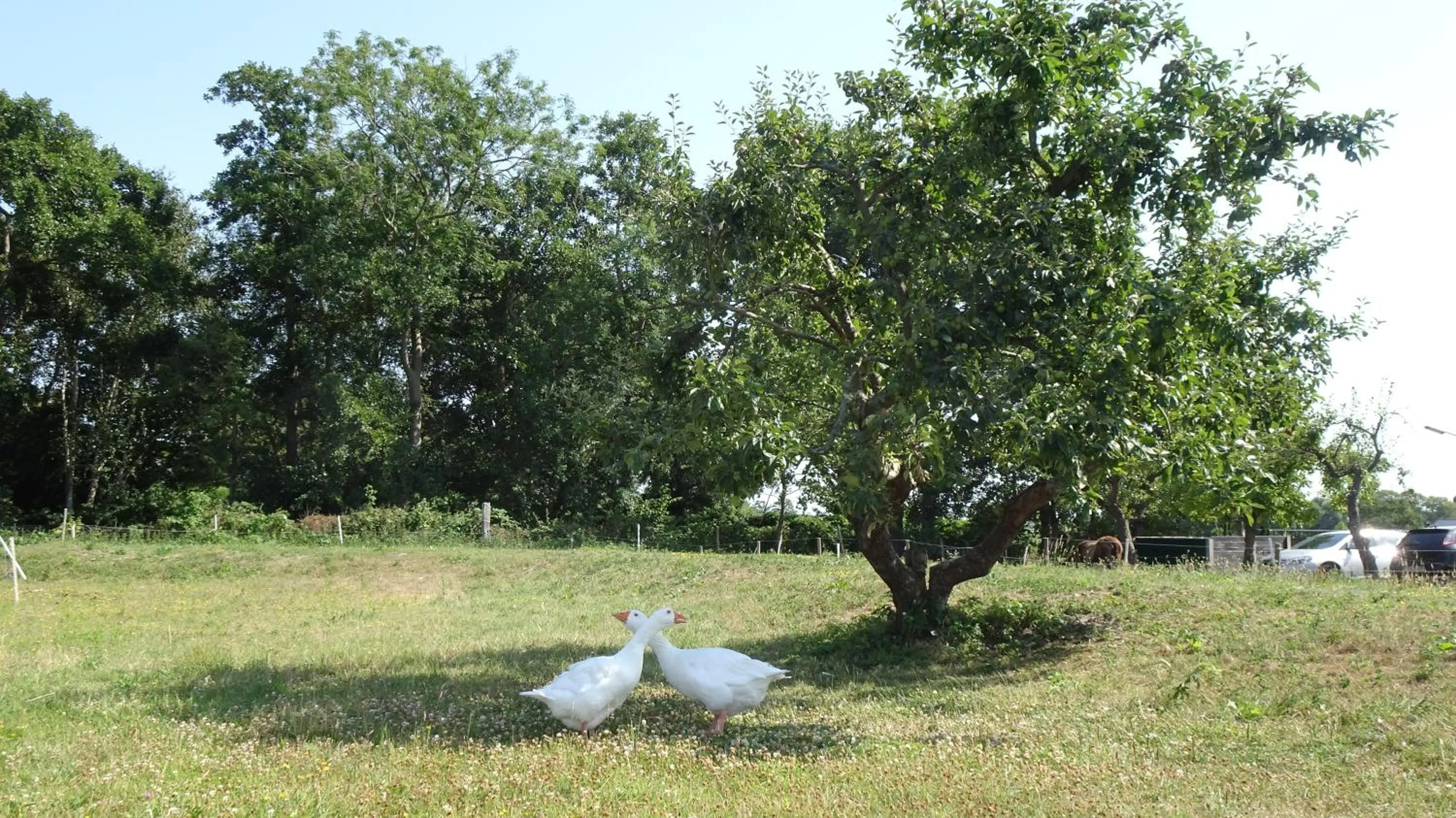 Little Creek - Lodges in het natuurgebied