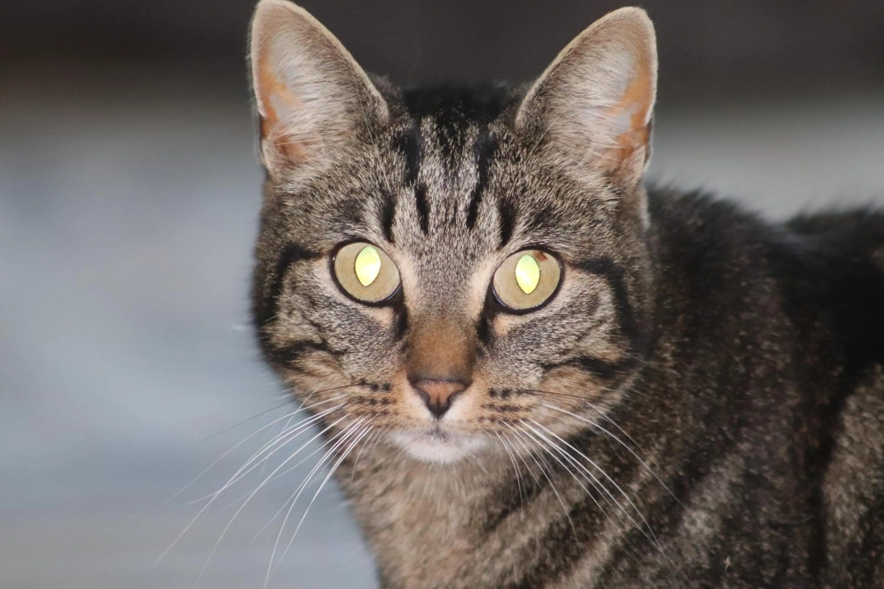 Little Creek - Lodges in het natuurgebied