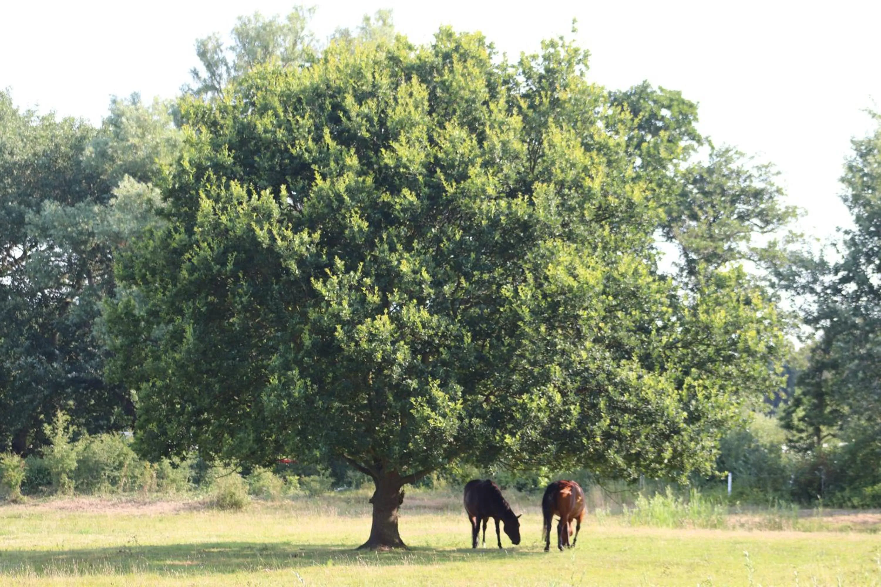 Natural landscape in Little Creek - Lodges in het natuurgebied