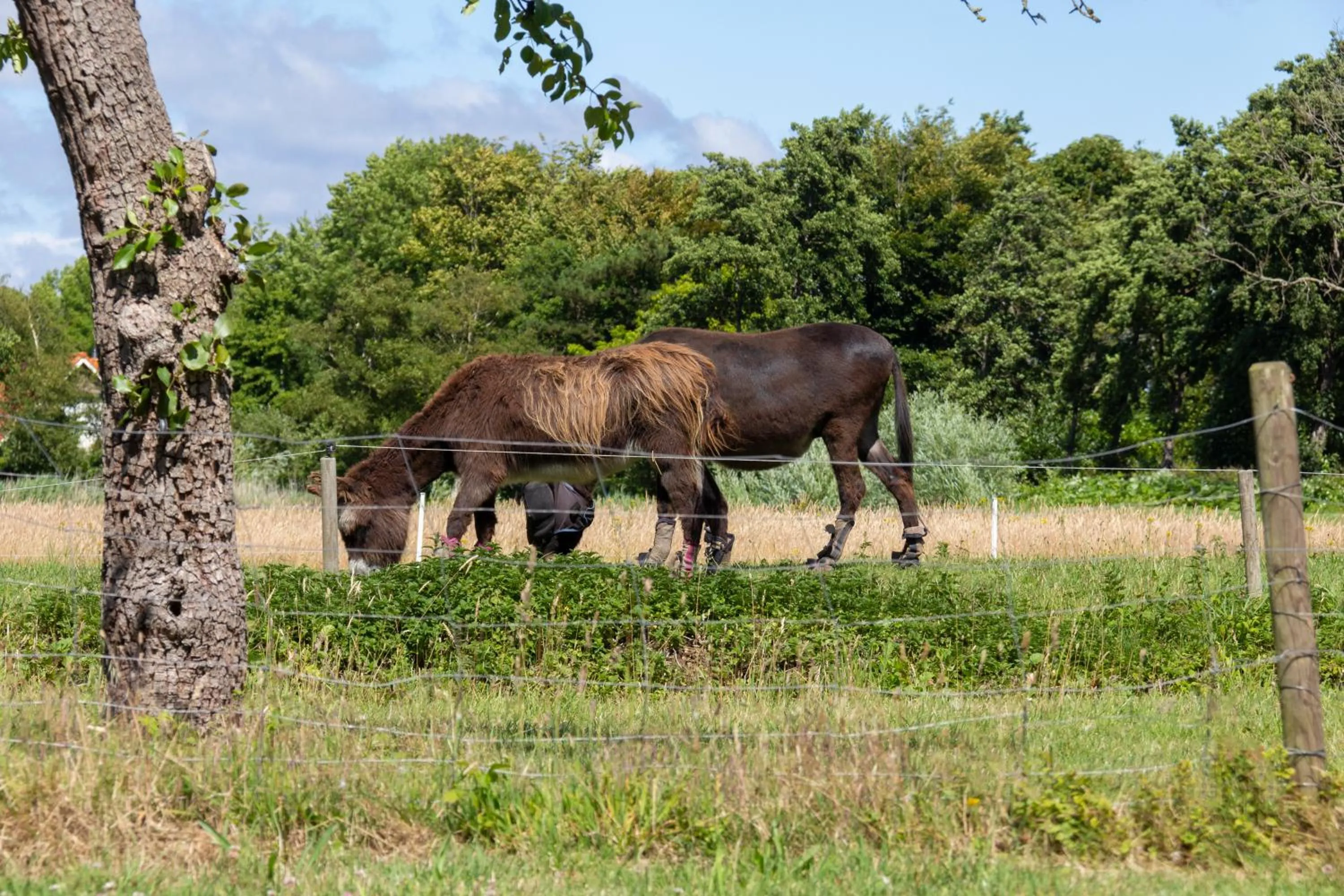Little Creek - Lodges in het natuurgebied