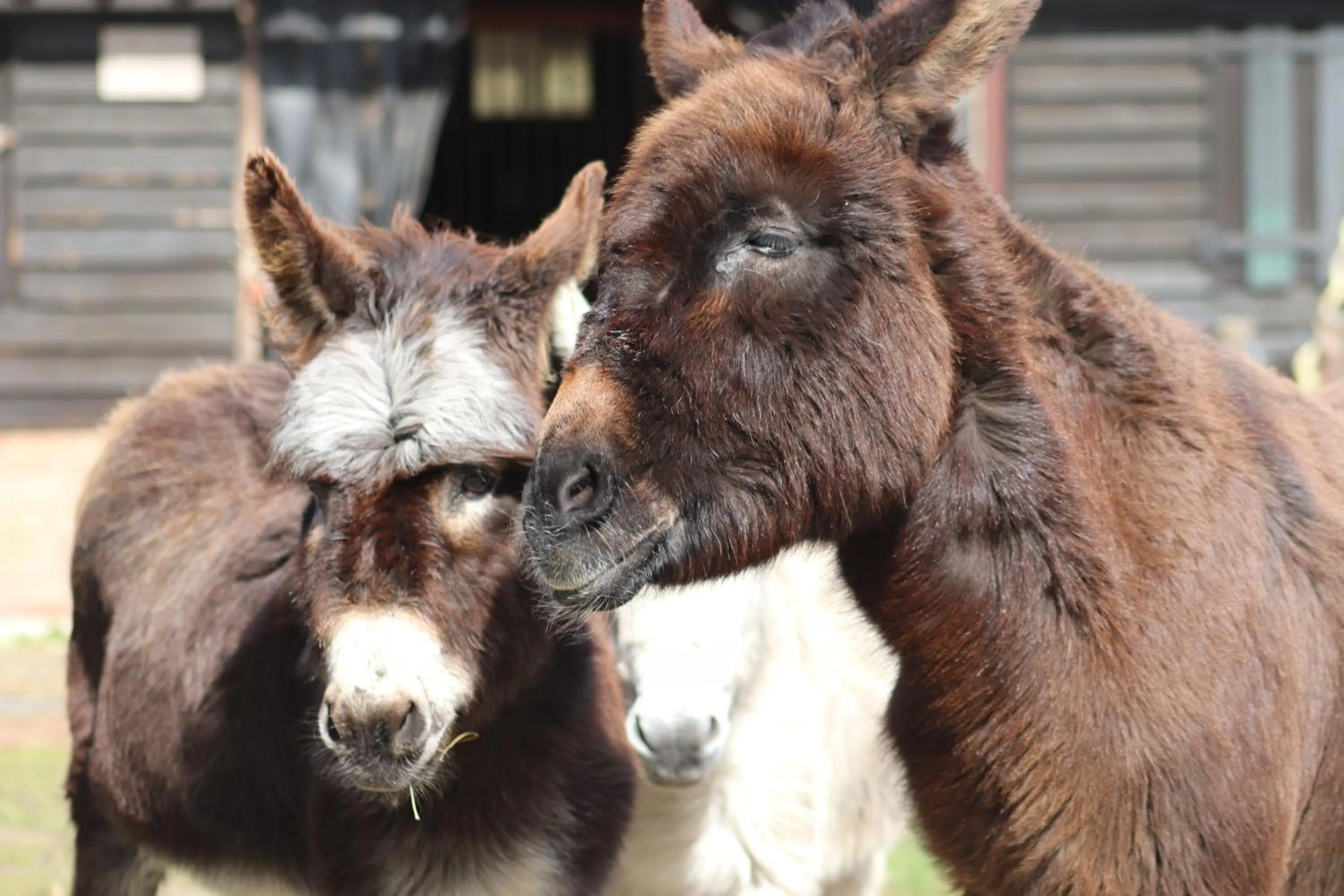 Little Creek - Lodges in het natuurgebied