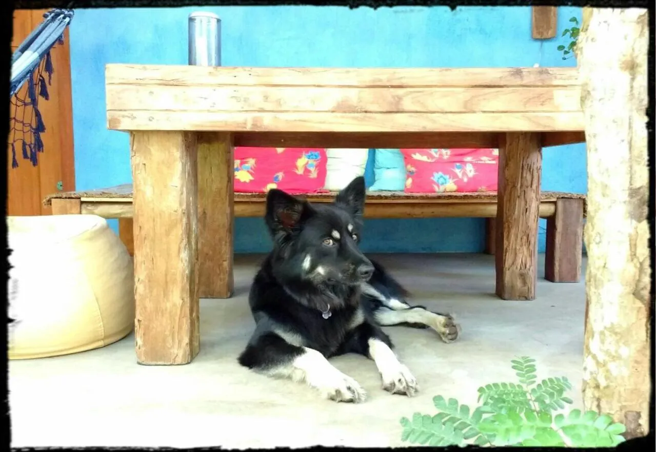 Animals in Pousada Spa Oasis