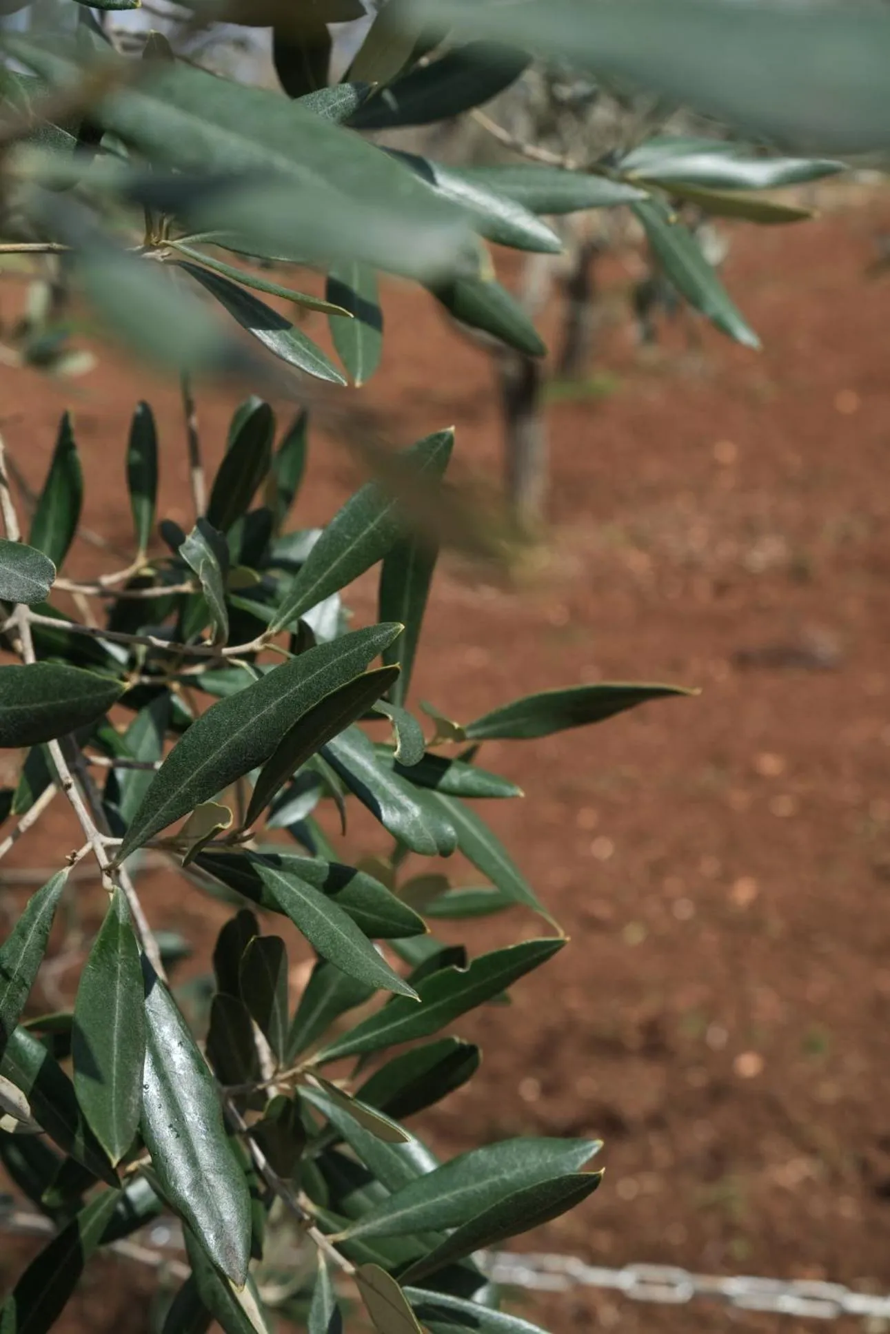 Garden in Regina di Ulivi