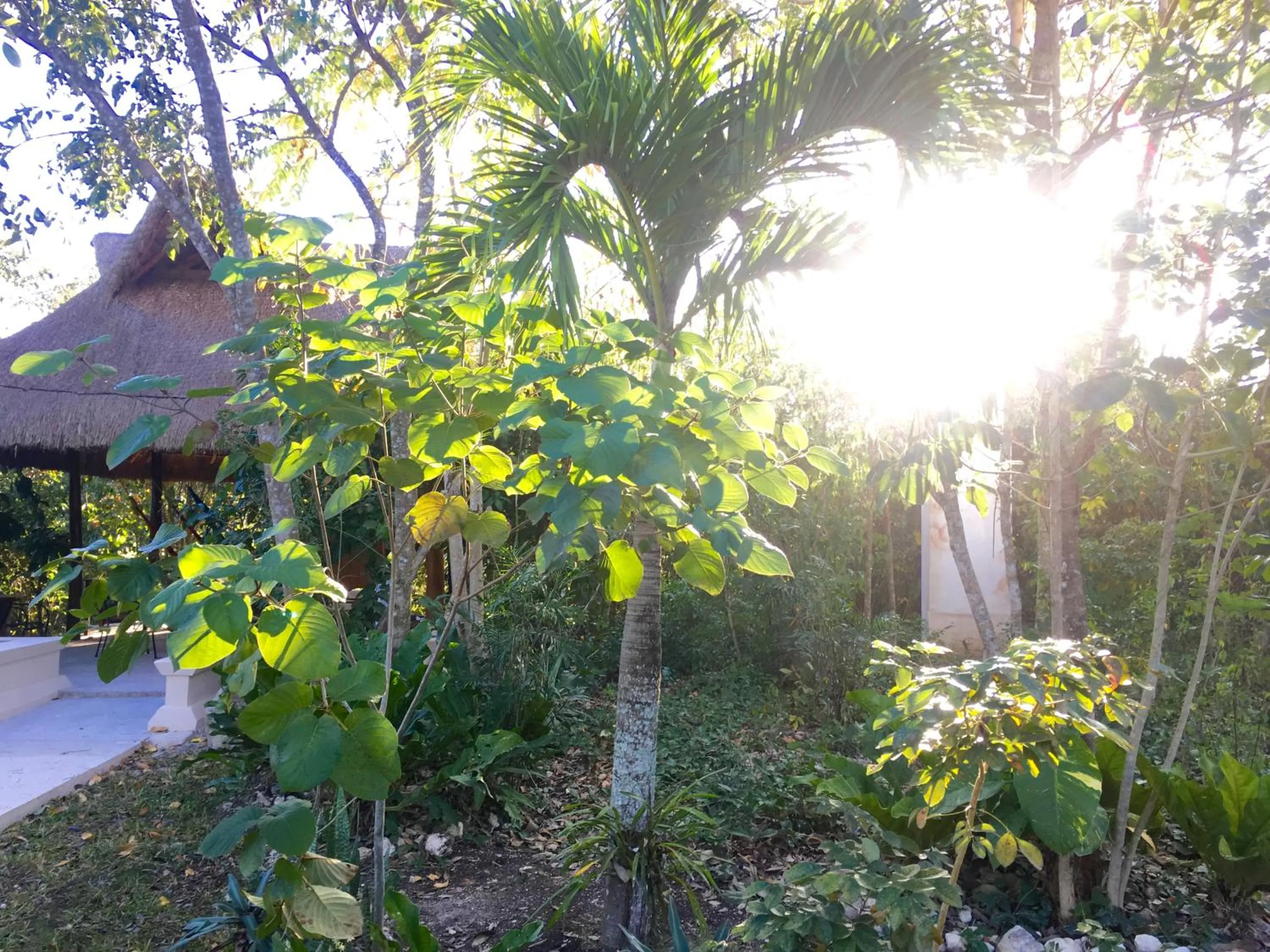 Garden in Hotel Casa Maya Calakmul