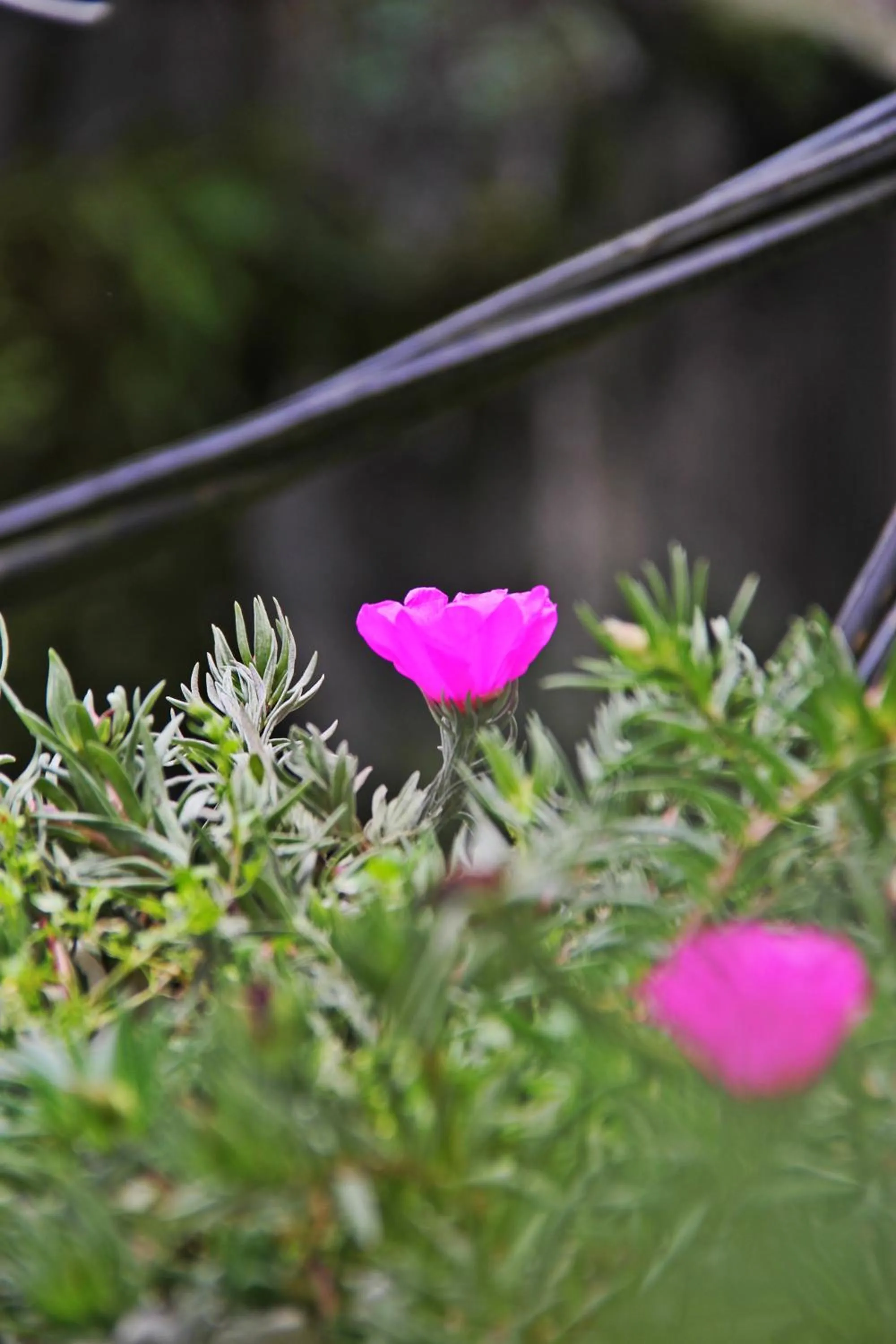 Garden in Sapa Aroma Hotel