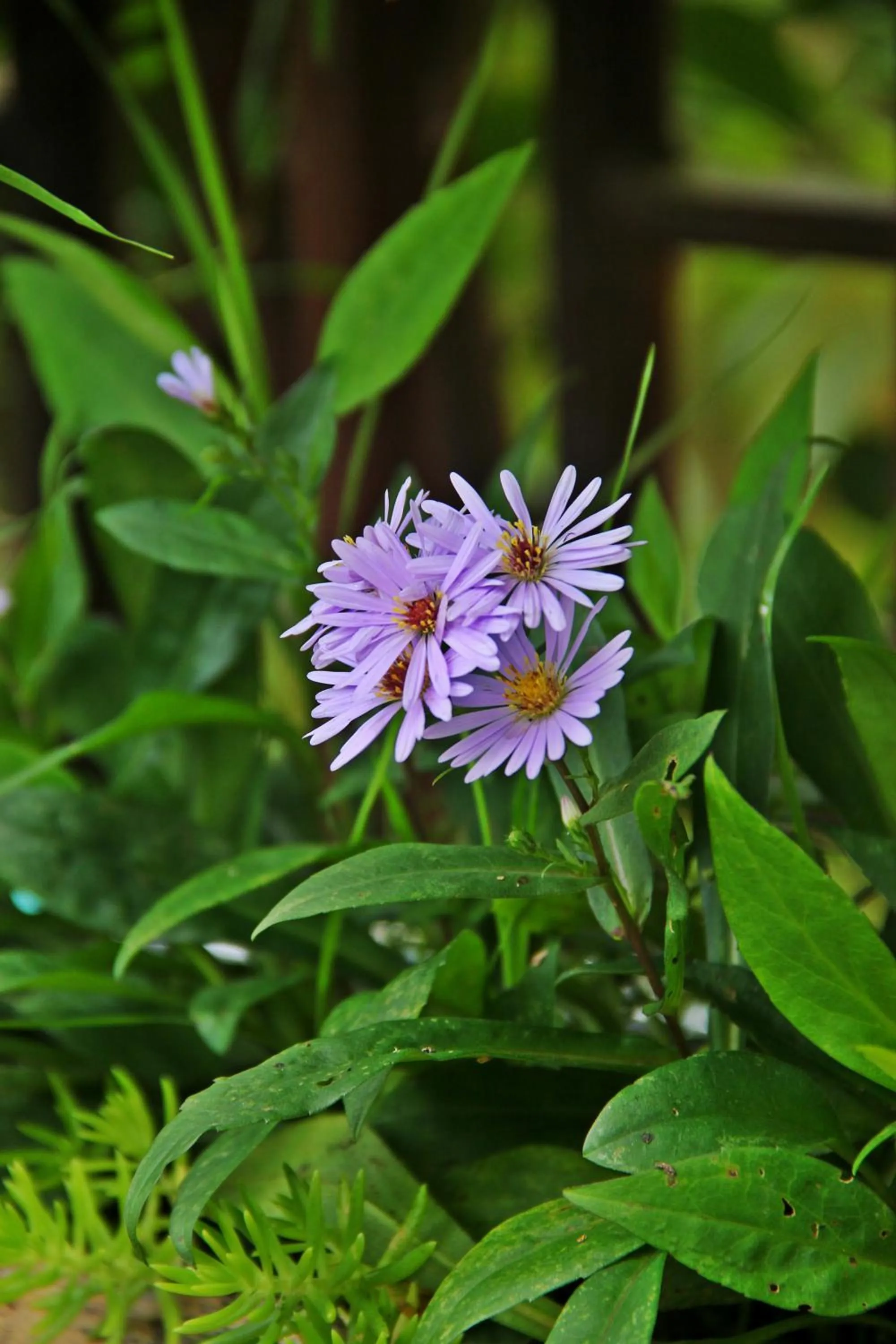 Garden in Sapa Aroma Hotel