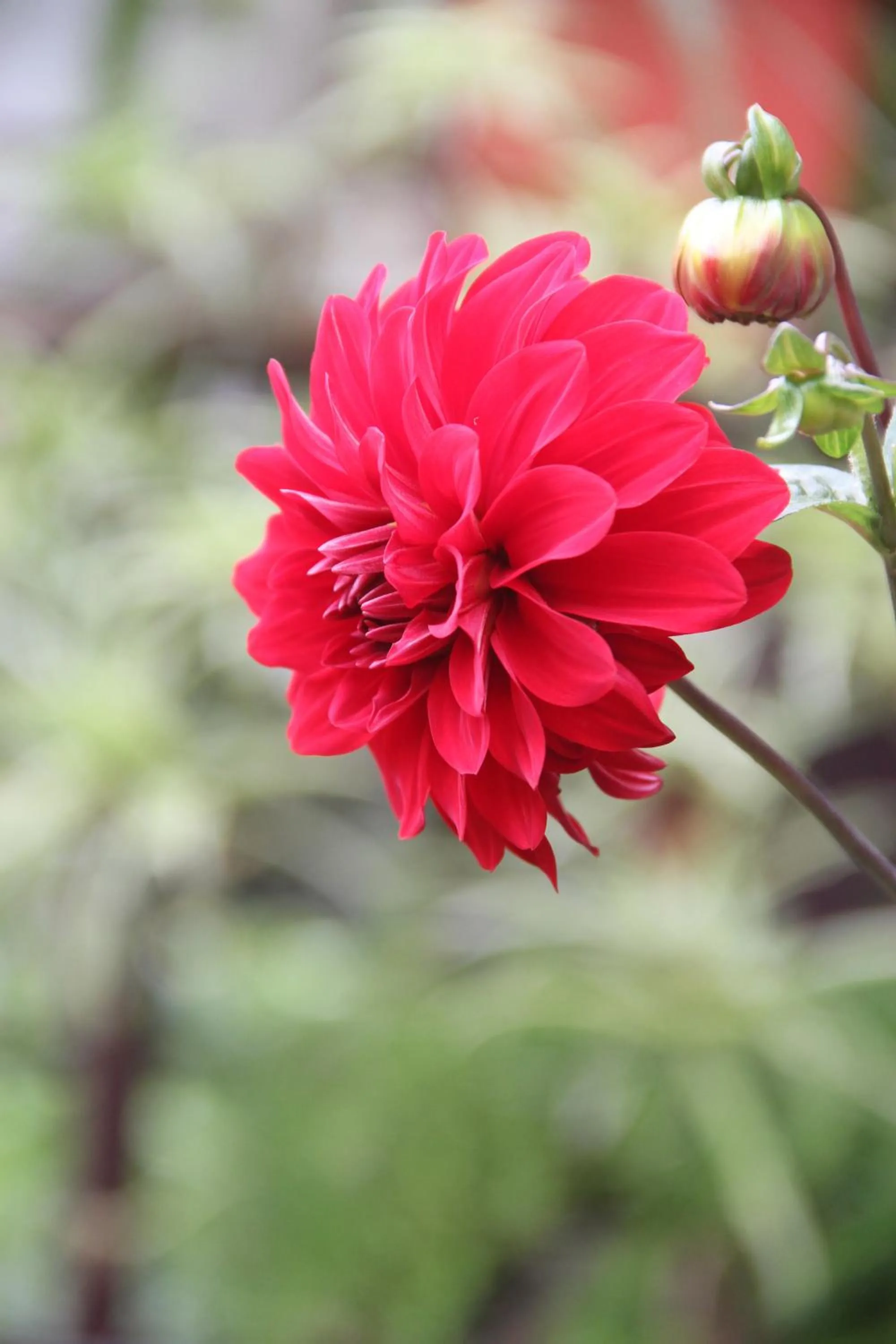 Garden in Sapa Aroma Hotel