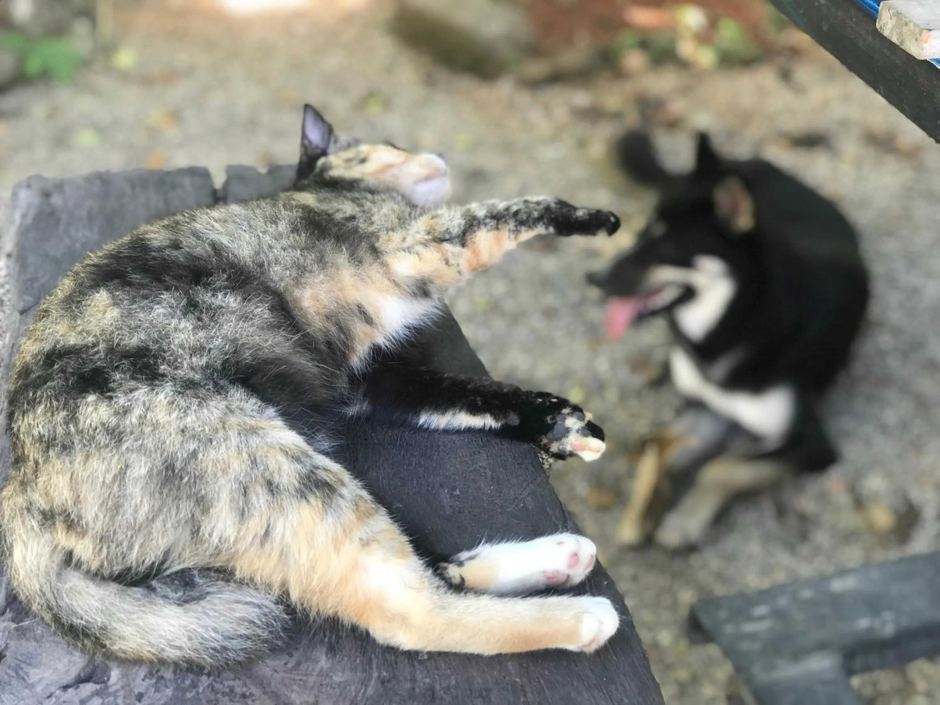 Pets in Chill Out Village