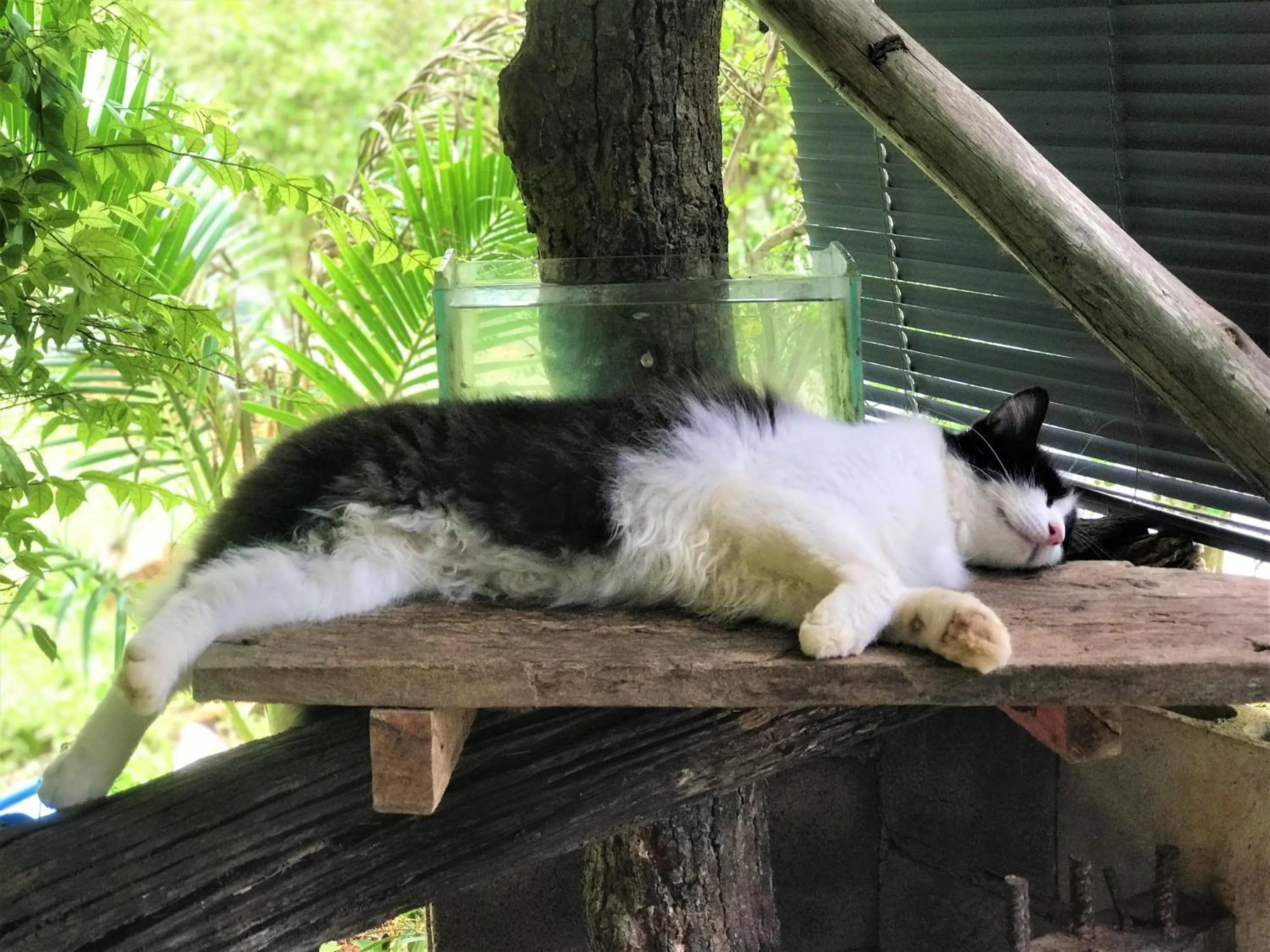 Pets in Chill Out Village