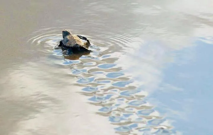 Natural landscape in Don Pancho Beach Resort
