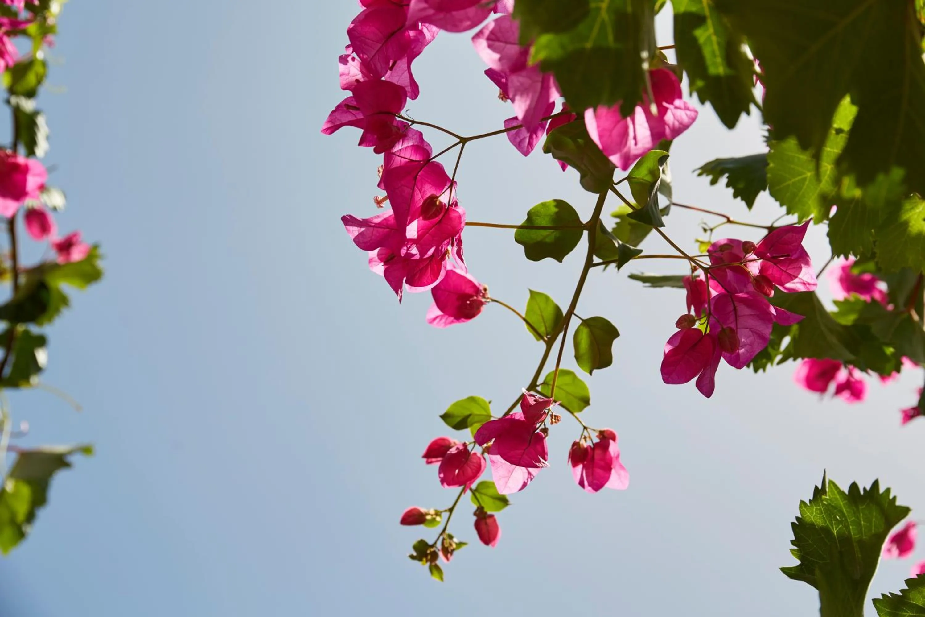 Decorative detail in Mrs. Armelina by Mr&Mrs White Hotels