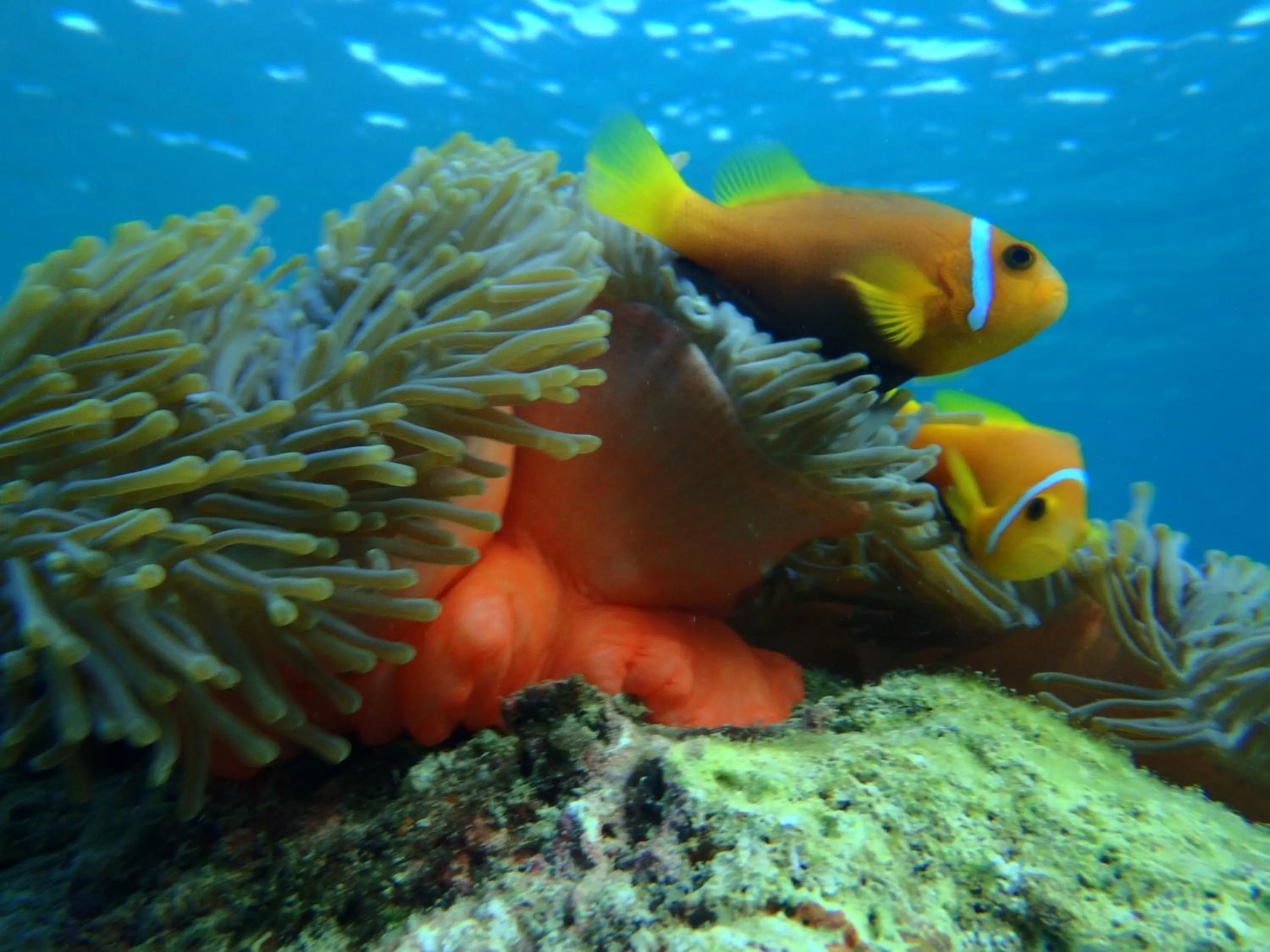 Snorkeling in West Sands