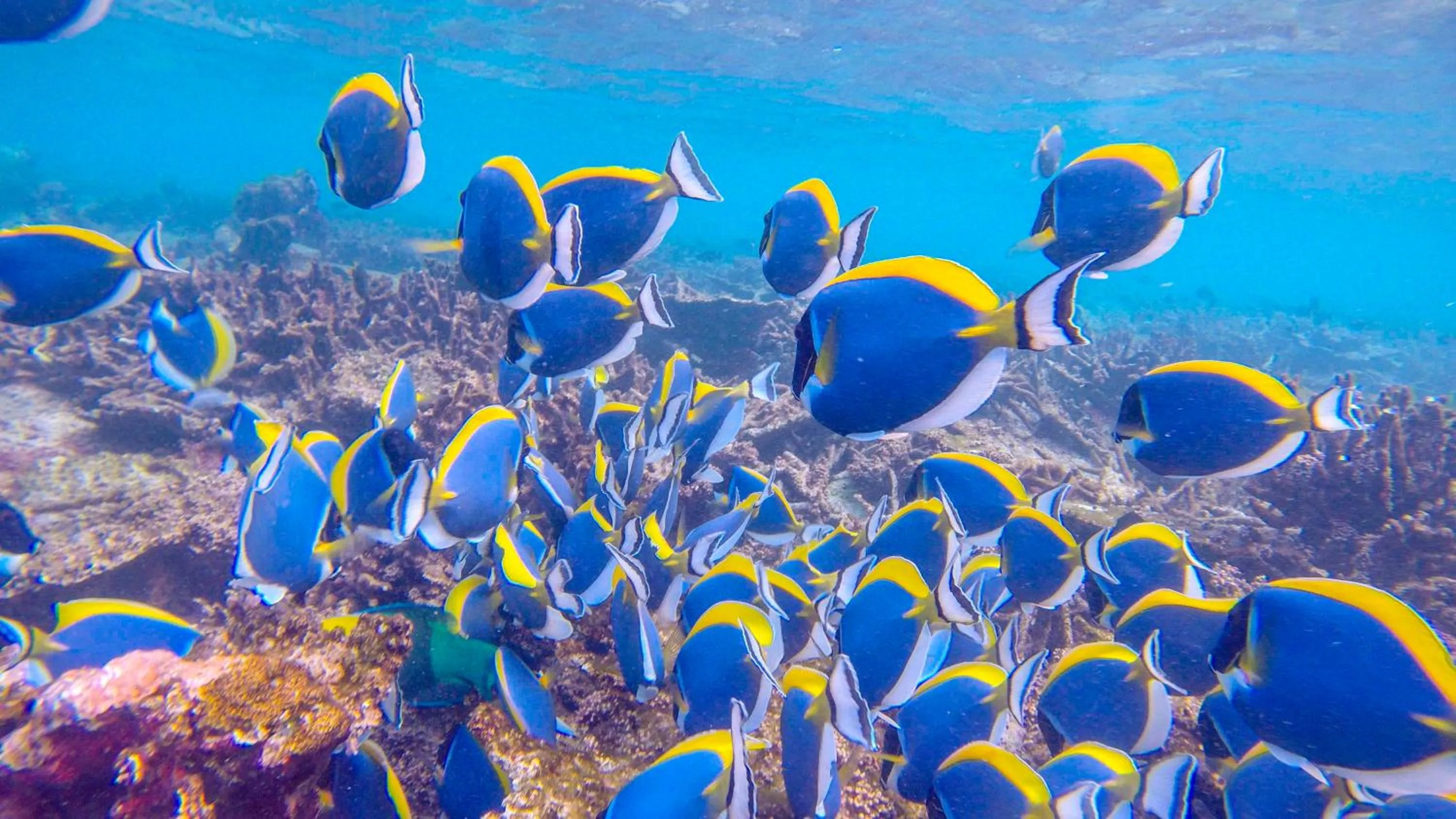 Snorkeling in West Sands