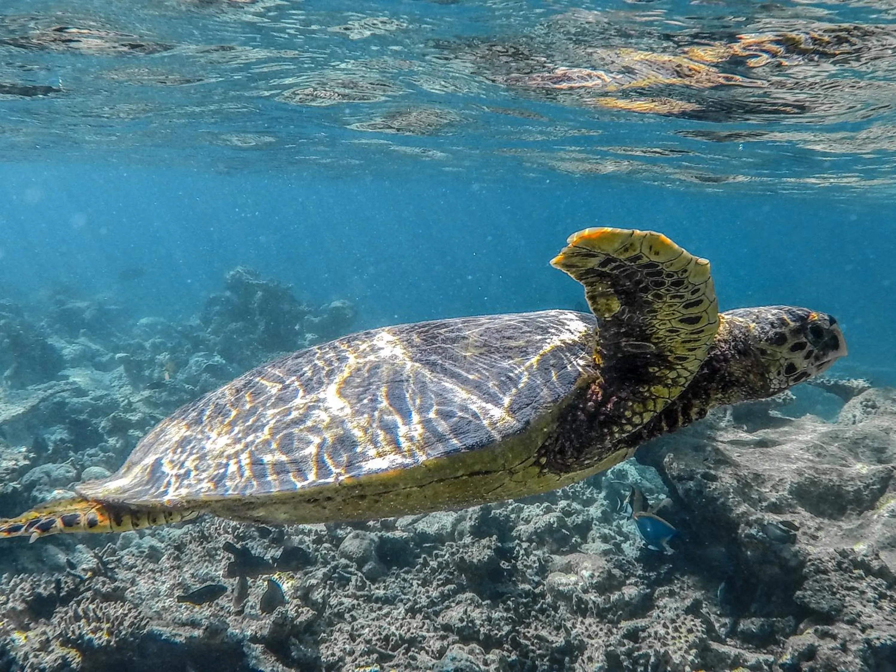 Snorkeling in West Sands