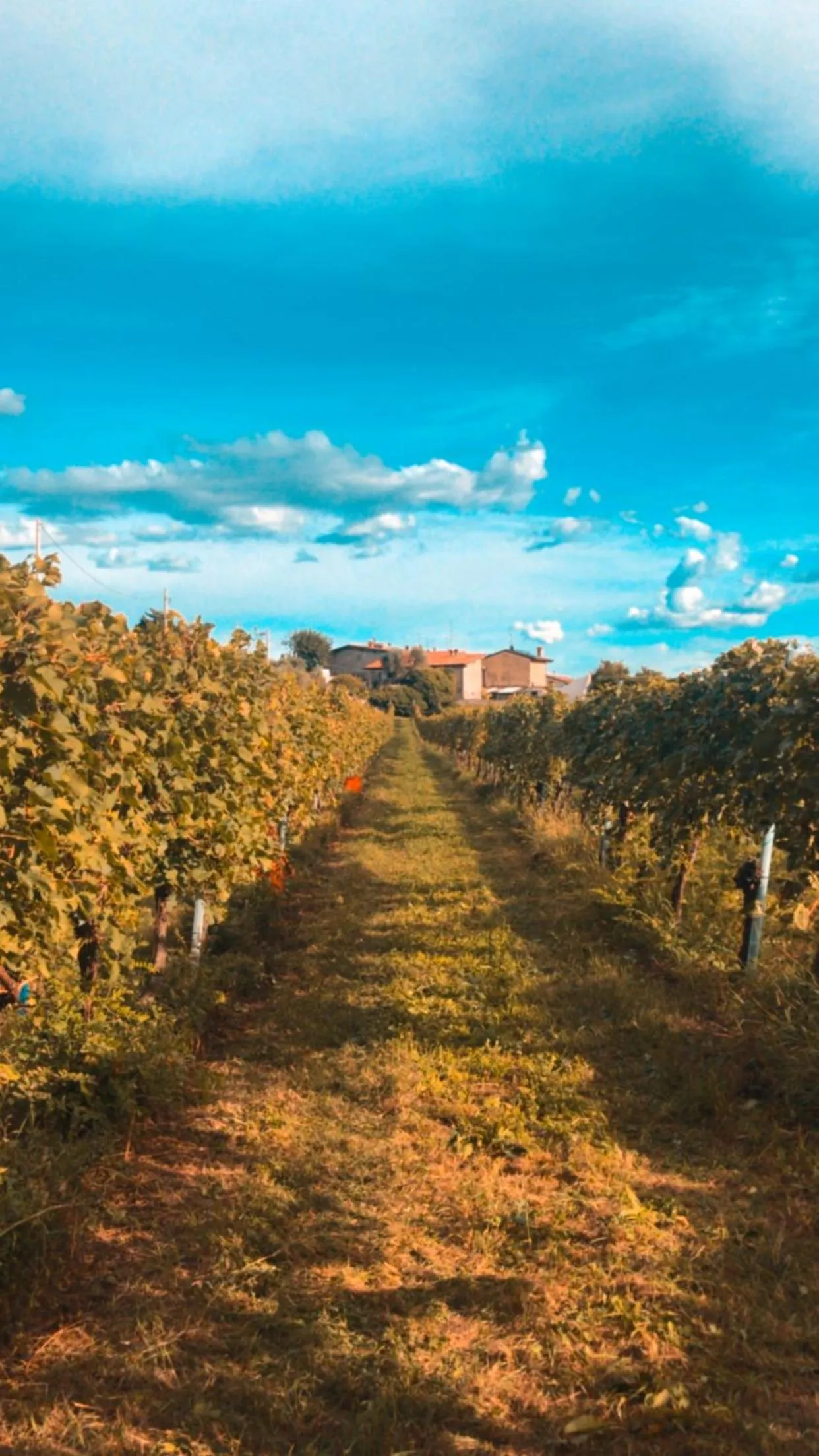 Garden in Agriturismo B&B Le Casette sul Garda