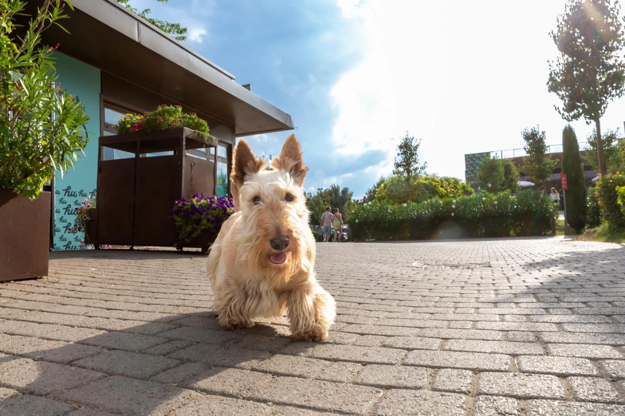 Pets in hu Firenze Camping in Town