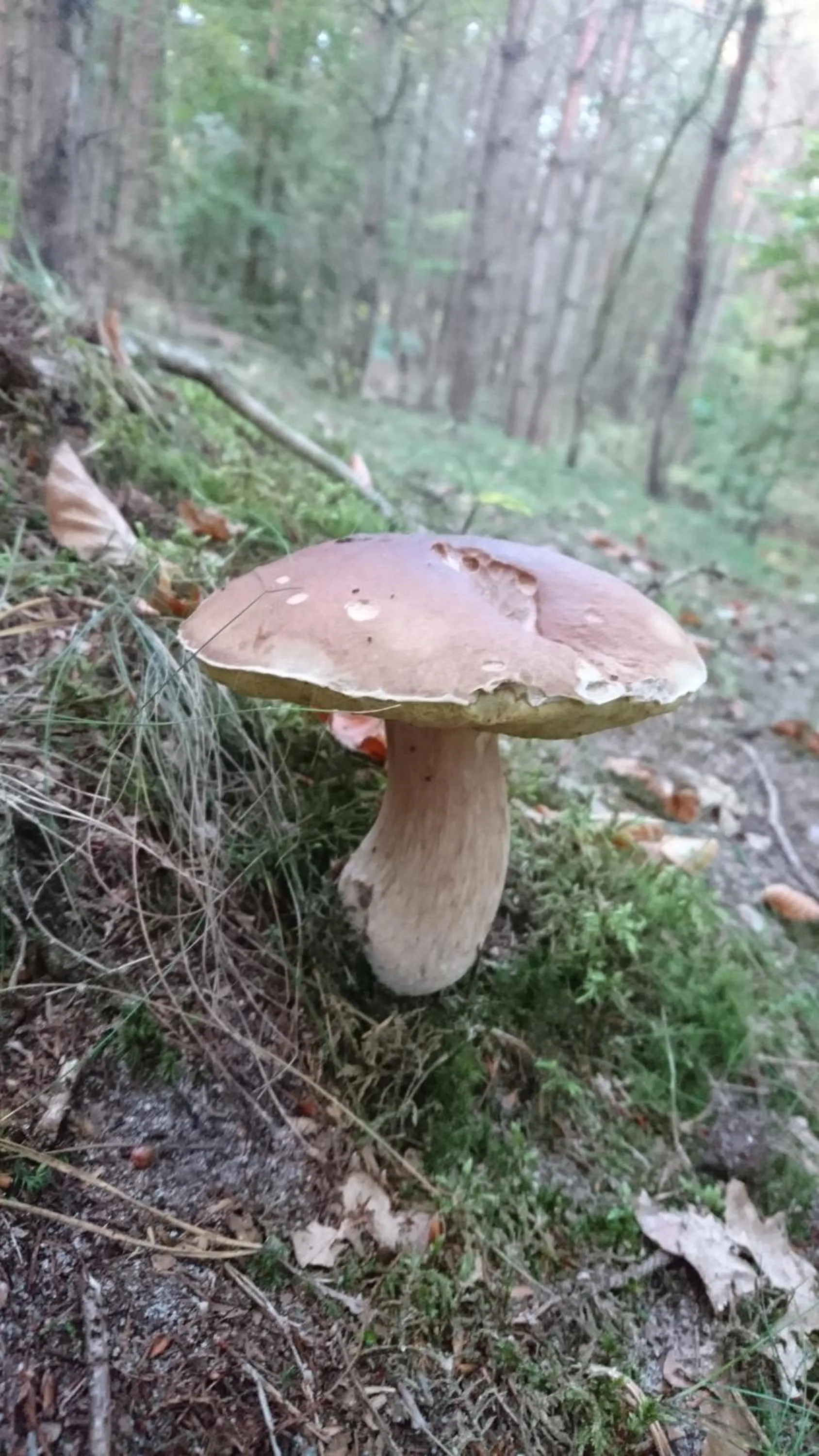 Activities in FitnessFun