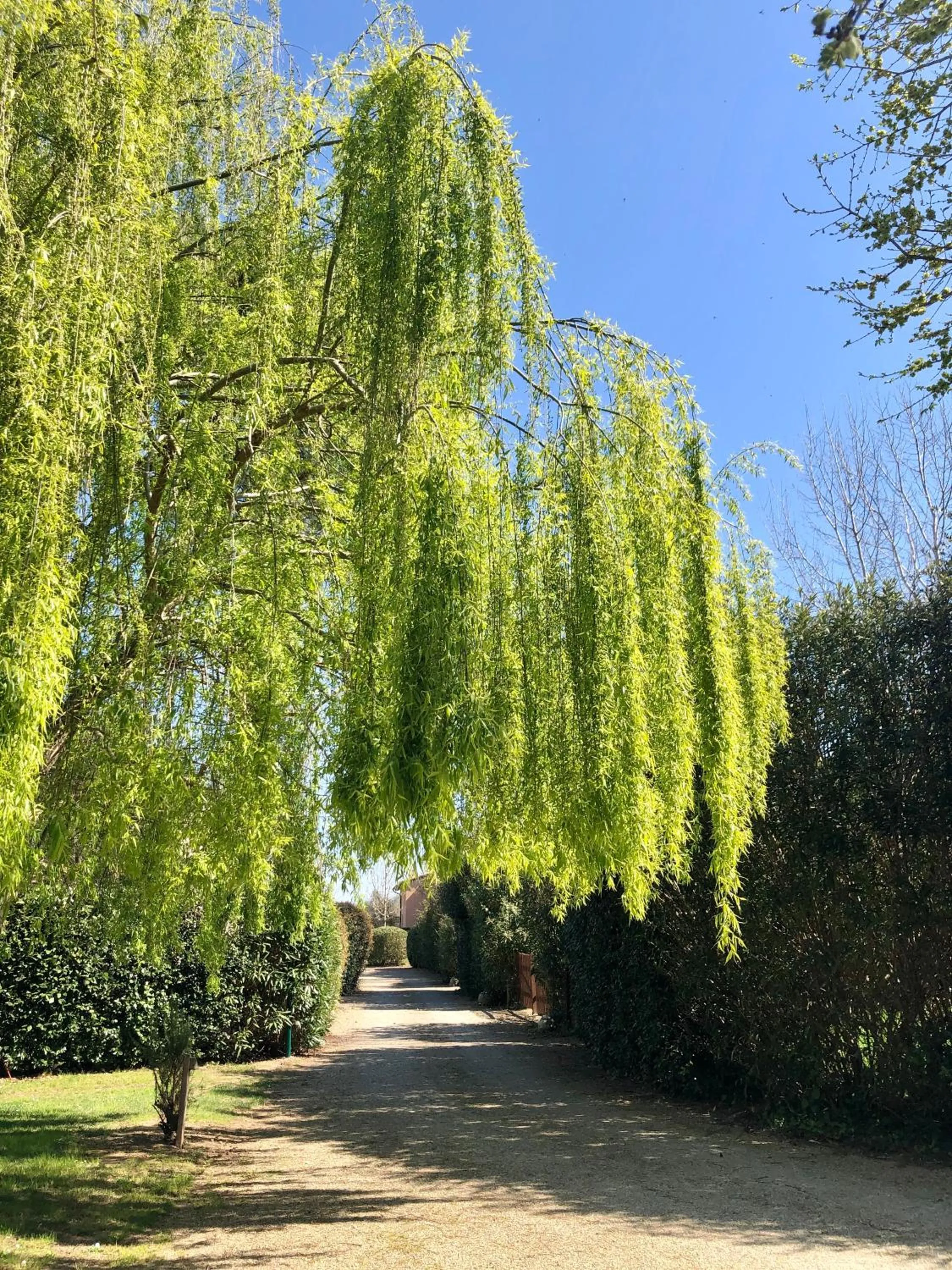 Garden in B&B Borgo di Pratavecchie