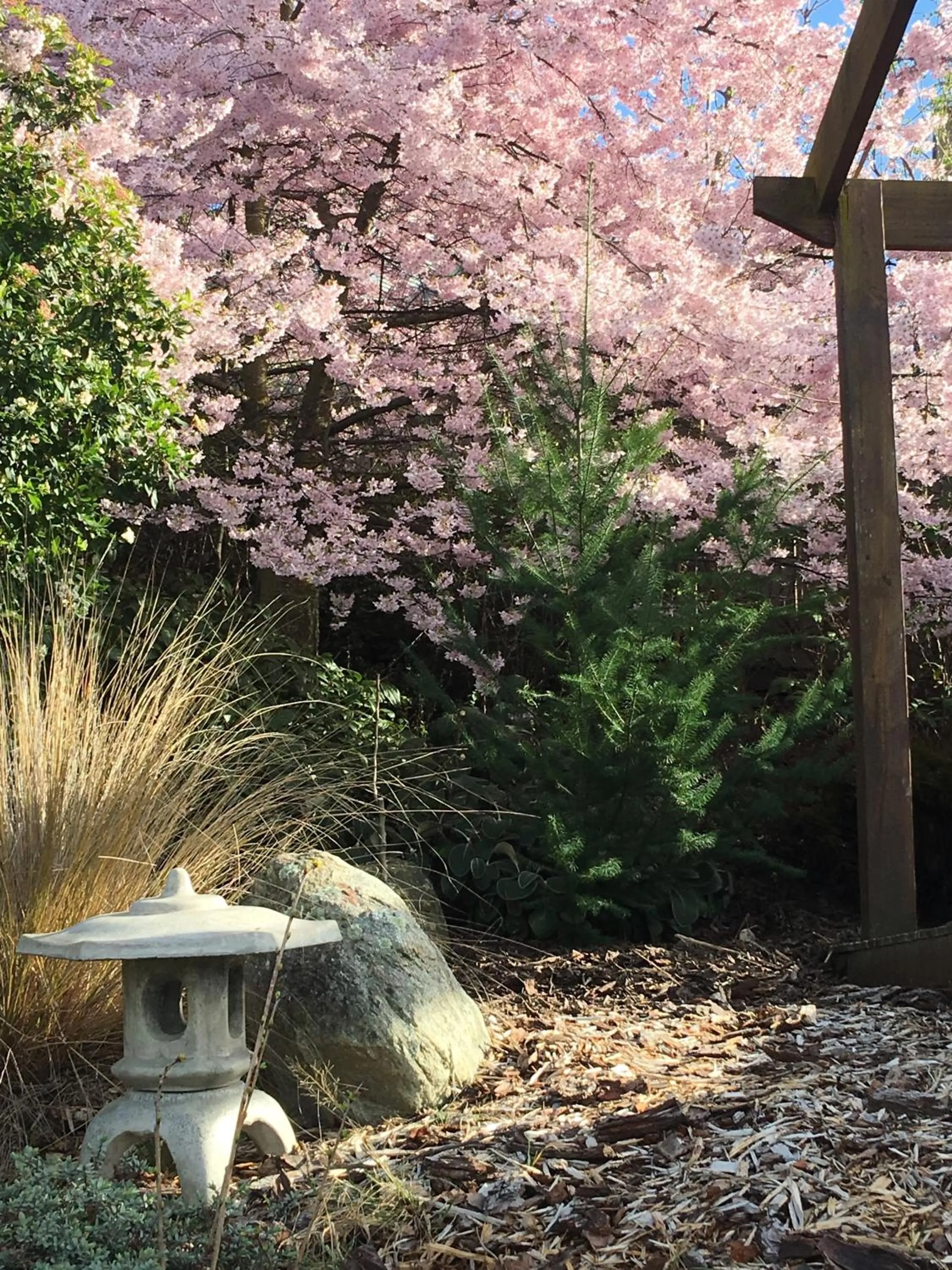 Spring in Tempest on Wanaka