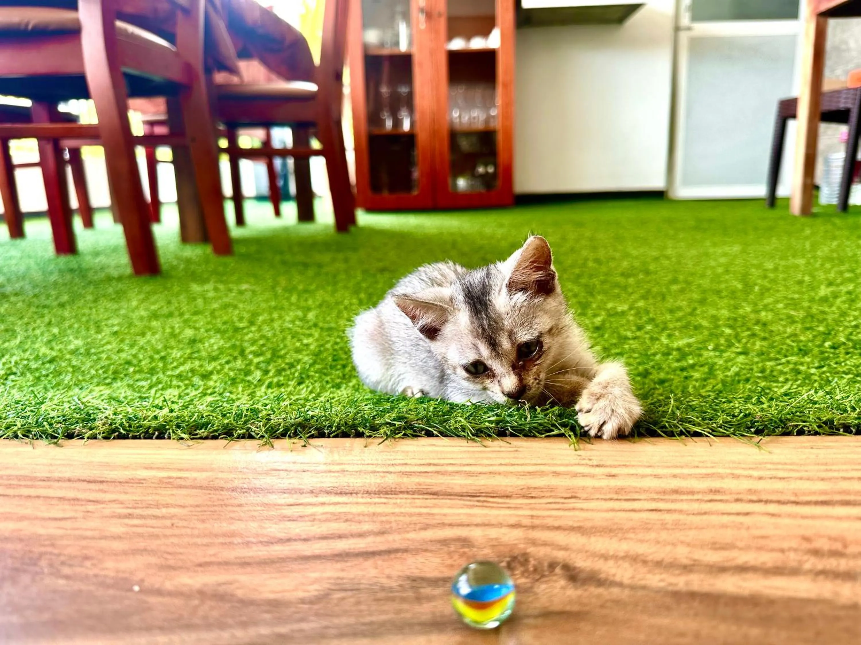 St CLAIRE'S GREEN Negombo Hotel & Hostels